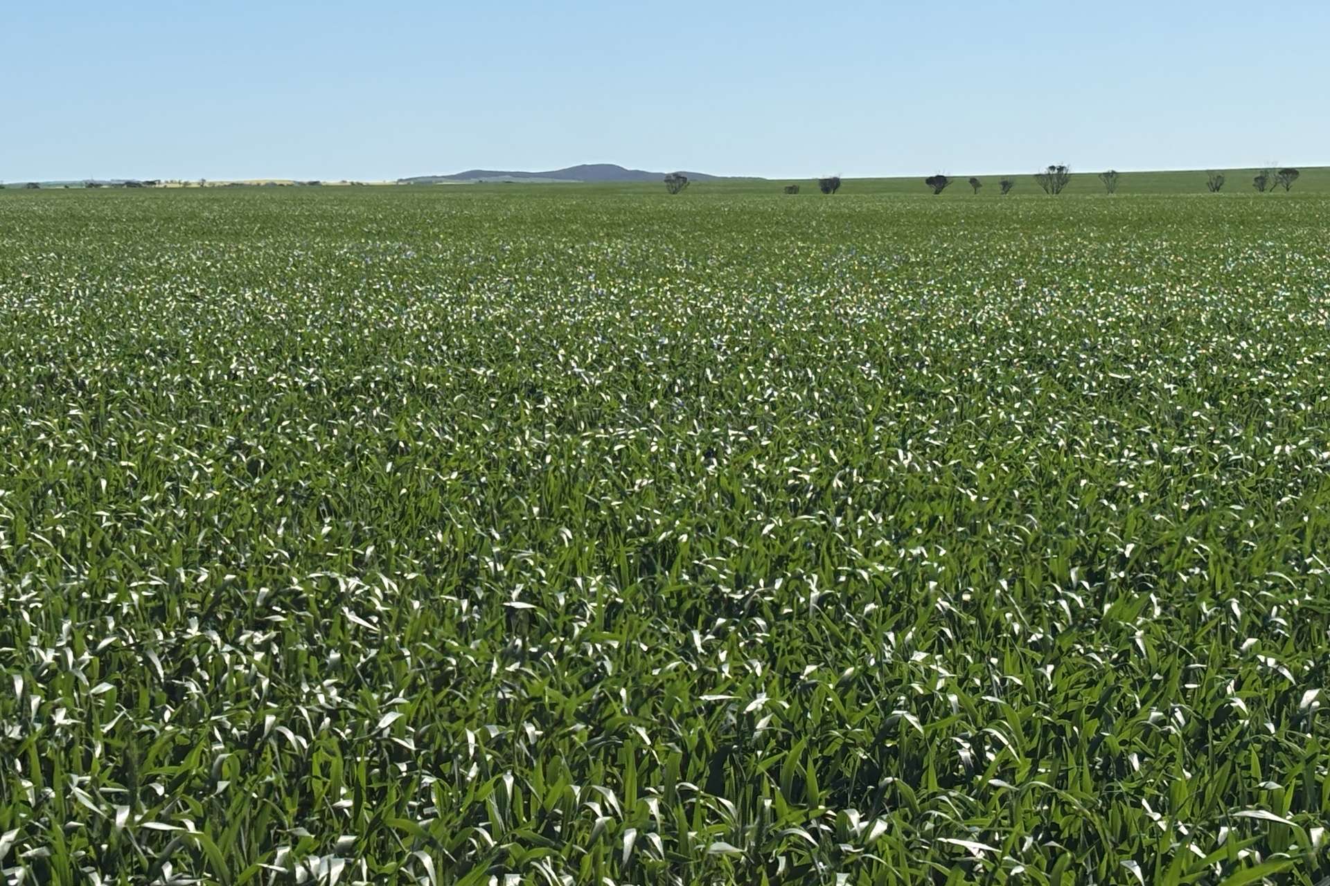 Lot 22 Pfitzner Road, Butler For Sale by Farmbuy.com - image 12
