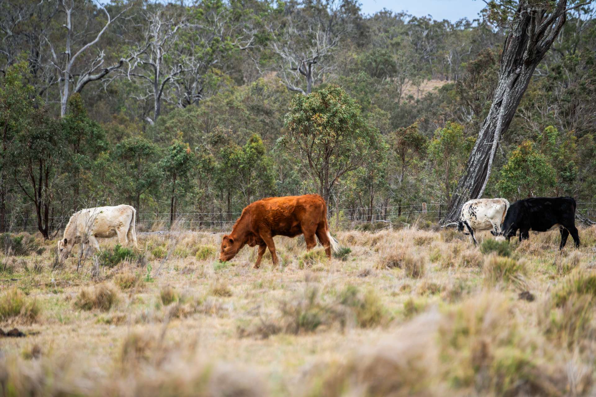 "Cooby Crest" 101 Pipeline Road, Meringandan For Sale by Farmbuy.com - image 10