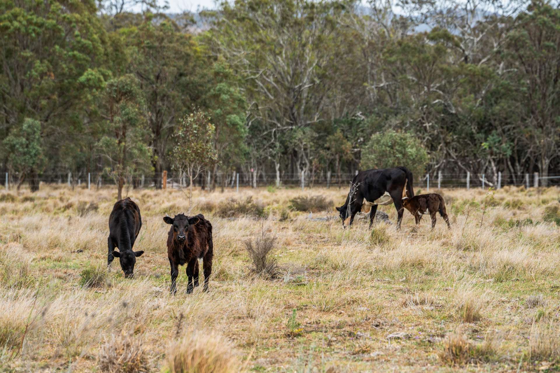 "Cooby Crest" 101 Pipeline Road, Meringandan For Sale by Farmbuy.com - image 8