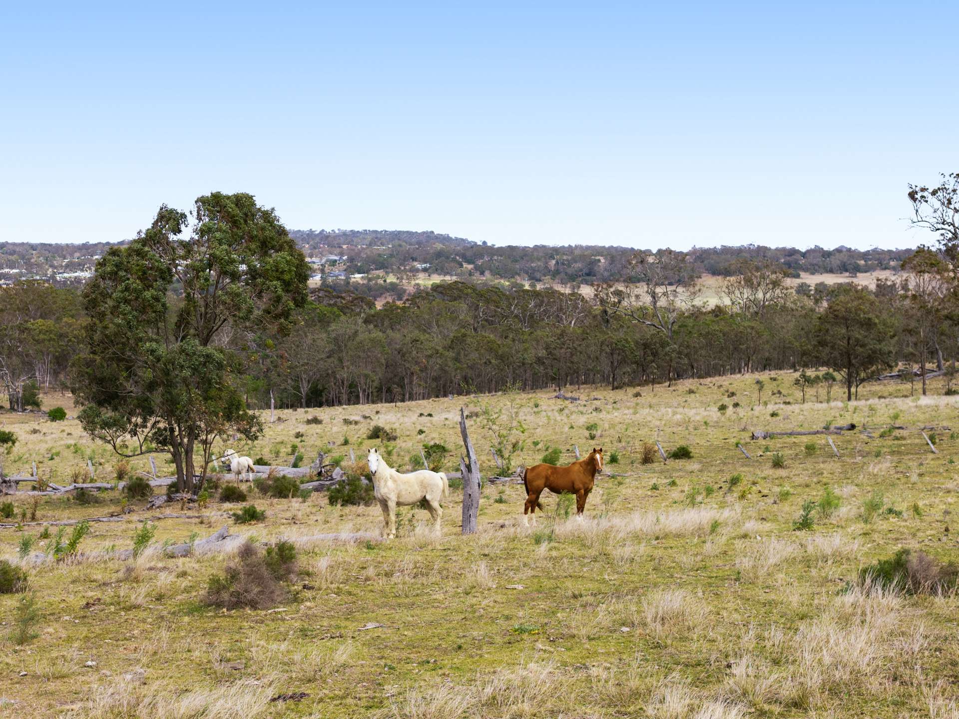 "Cooby Crest" 101 Pipeline Road, Meringandan For Sale by Farmbuy.com - image 3