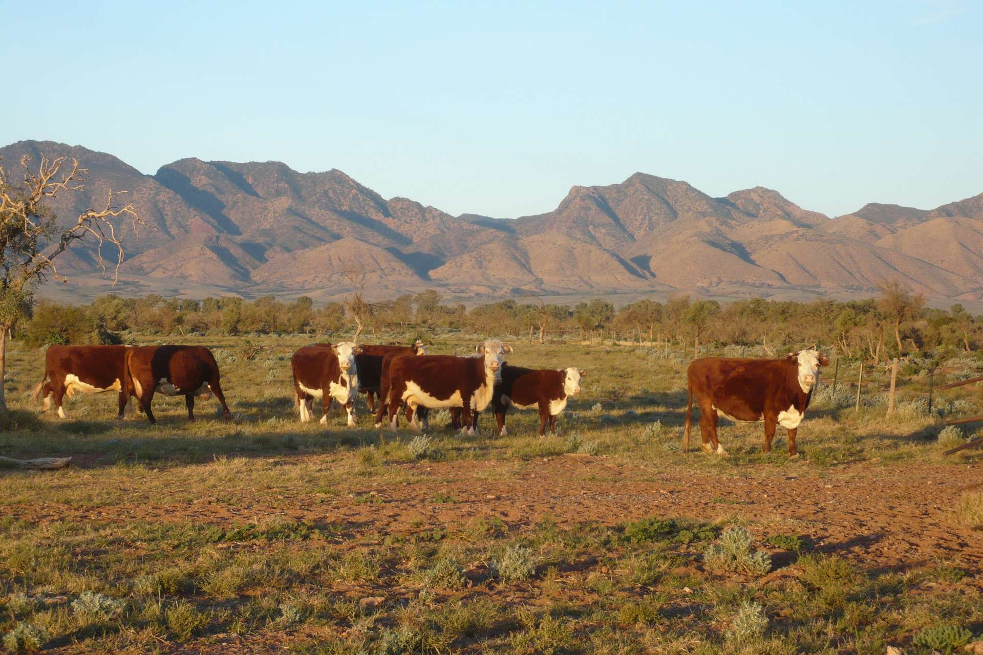 Outback Highway, Parachilna For Sale by Farmbuy.com - image 22