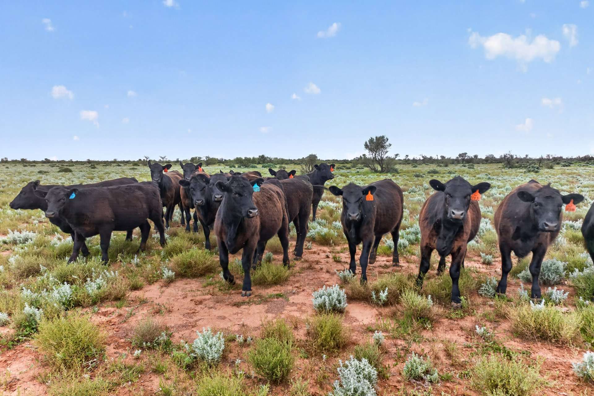 Outback Highway, Parachilna For Sale by Farmbuy.com - image 9