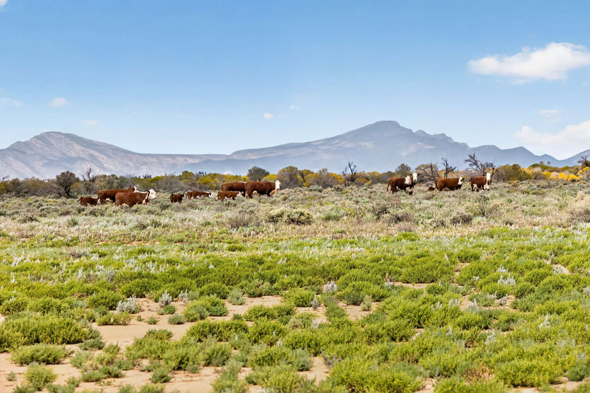 Outback Highway, Parachilna For Sale by Farmbuy.com - image 3