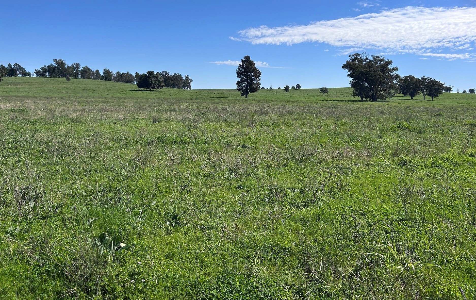 117 HILLSIDE LANE, Daroobalgie For Sale by Farmbuy.com - image 5