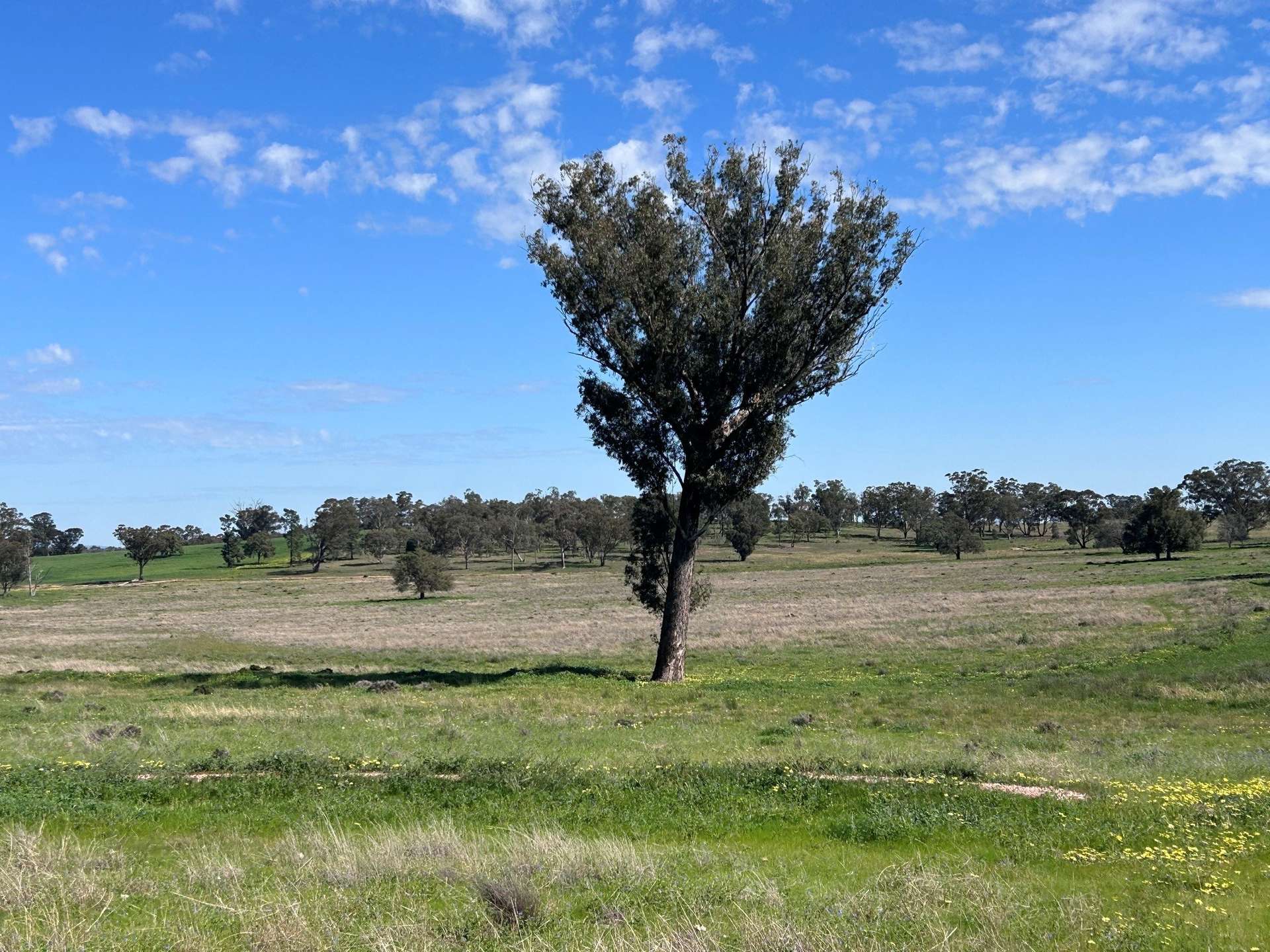 117 HILLSIDE LANE, Daroobalgie For Sale by Farmbuy.com - image 13