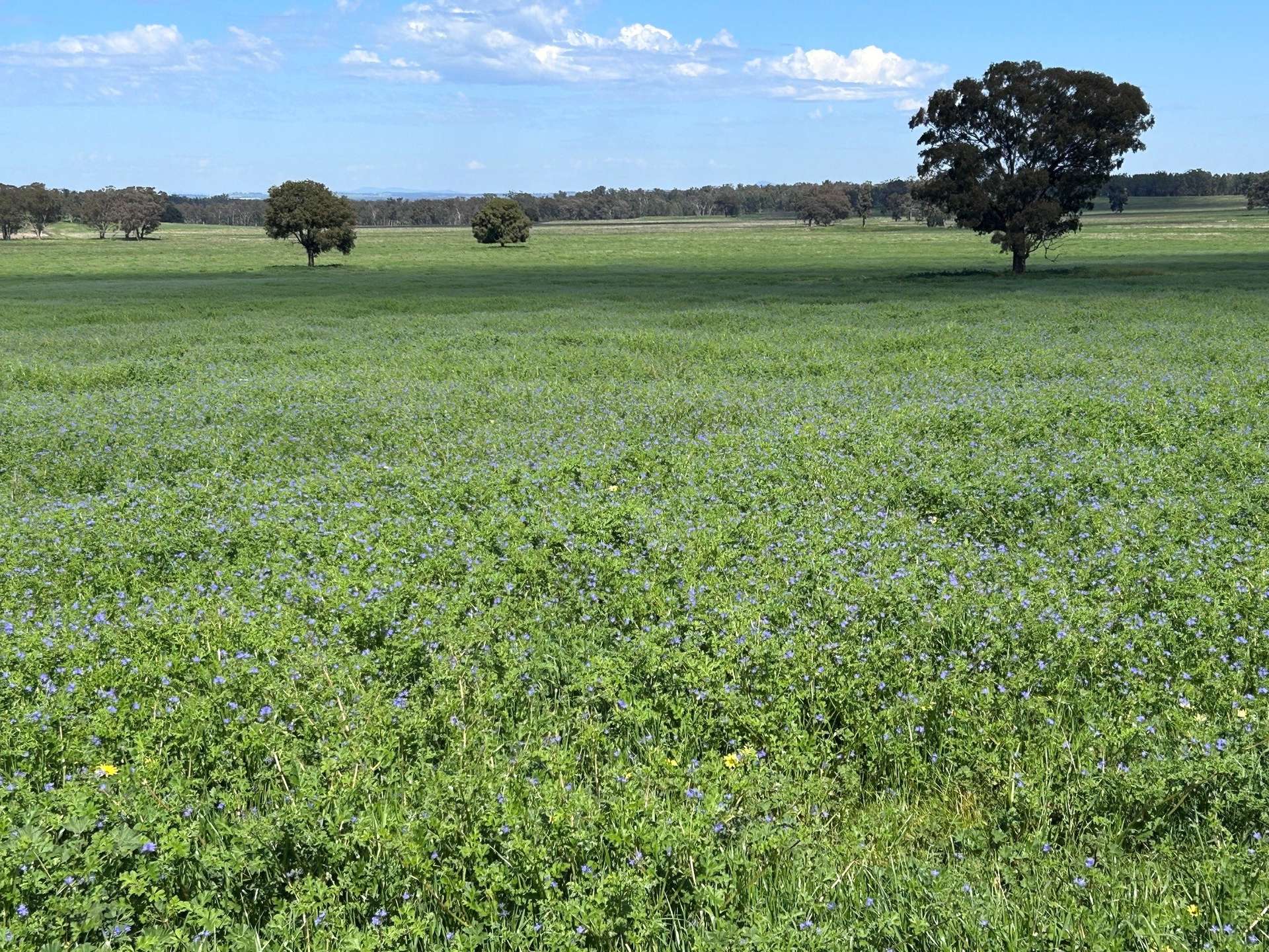 117 HILLSIDE LANE, Daroobalgie For Sale by Farmbuy.com - image 20