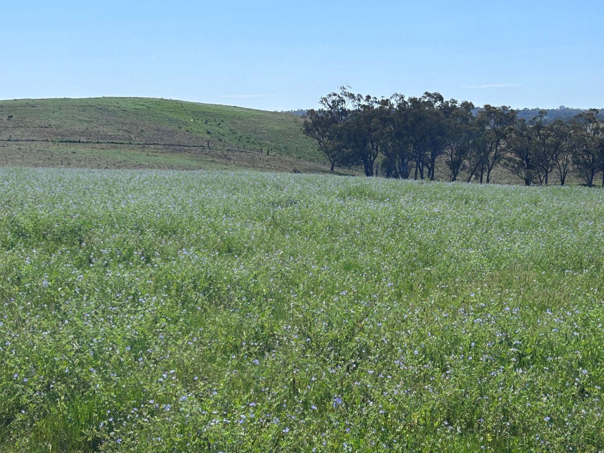 117 HILLSIDE LANE, Daroobalgie For Sale by Farmbuy.com - image 6