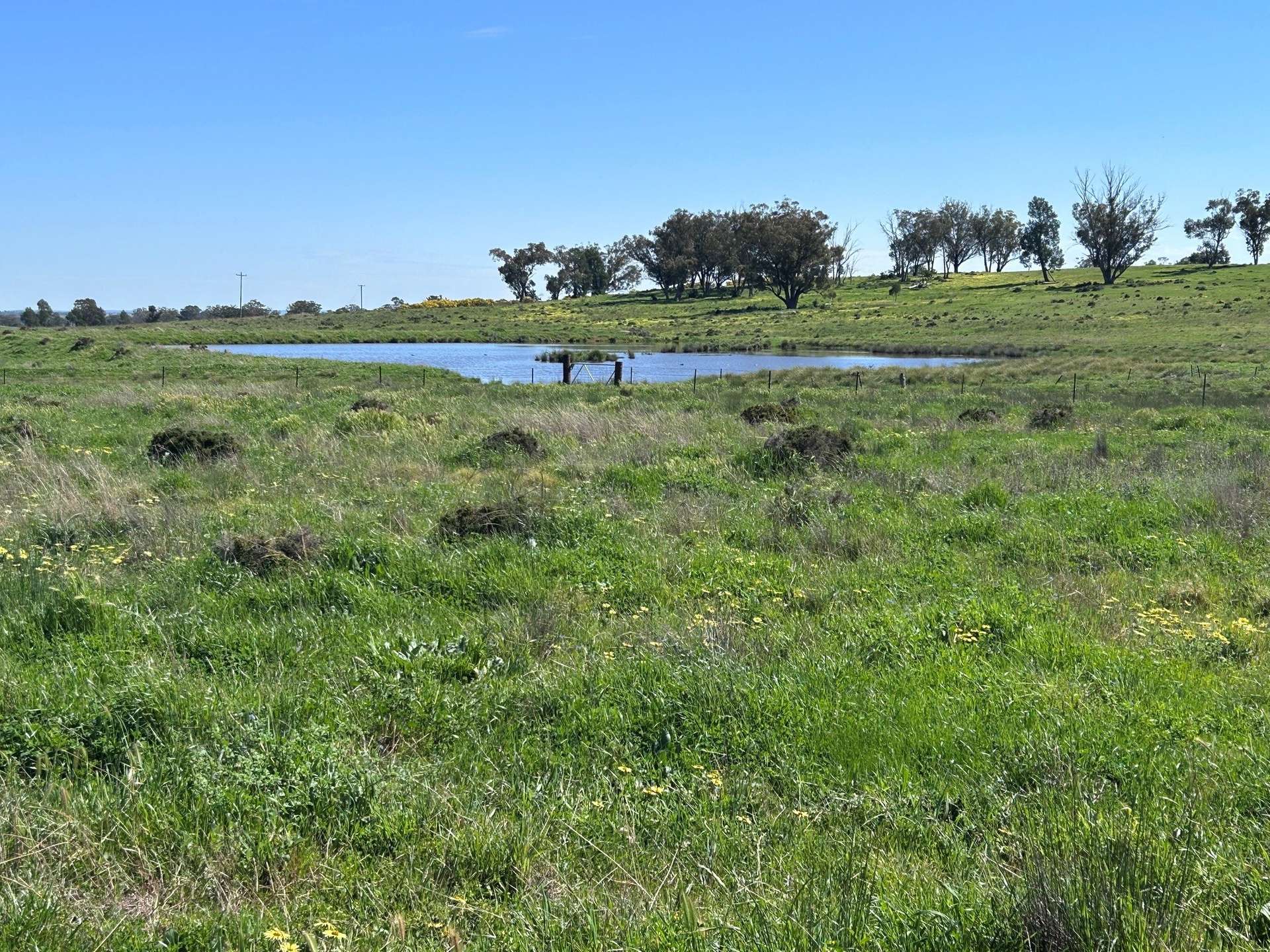 117 HILLSIDE LANE, Daroobalgie For Sale by Farmbuy.com - image 17