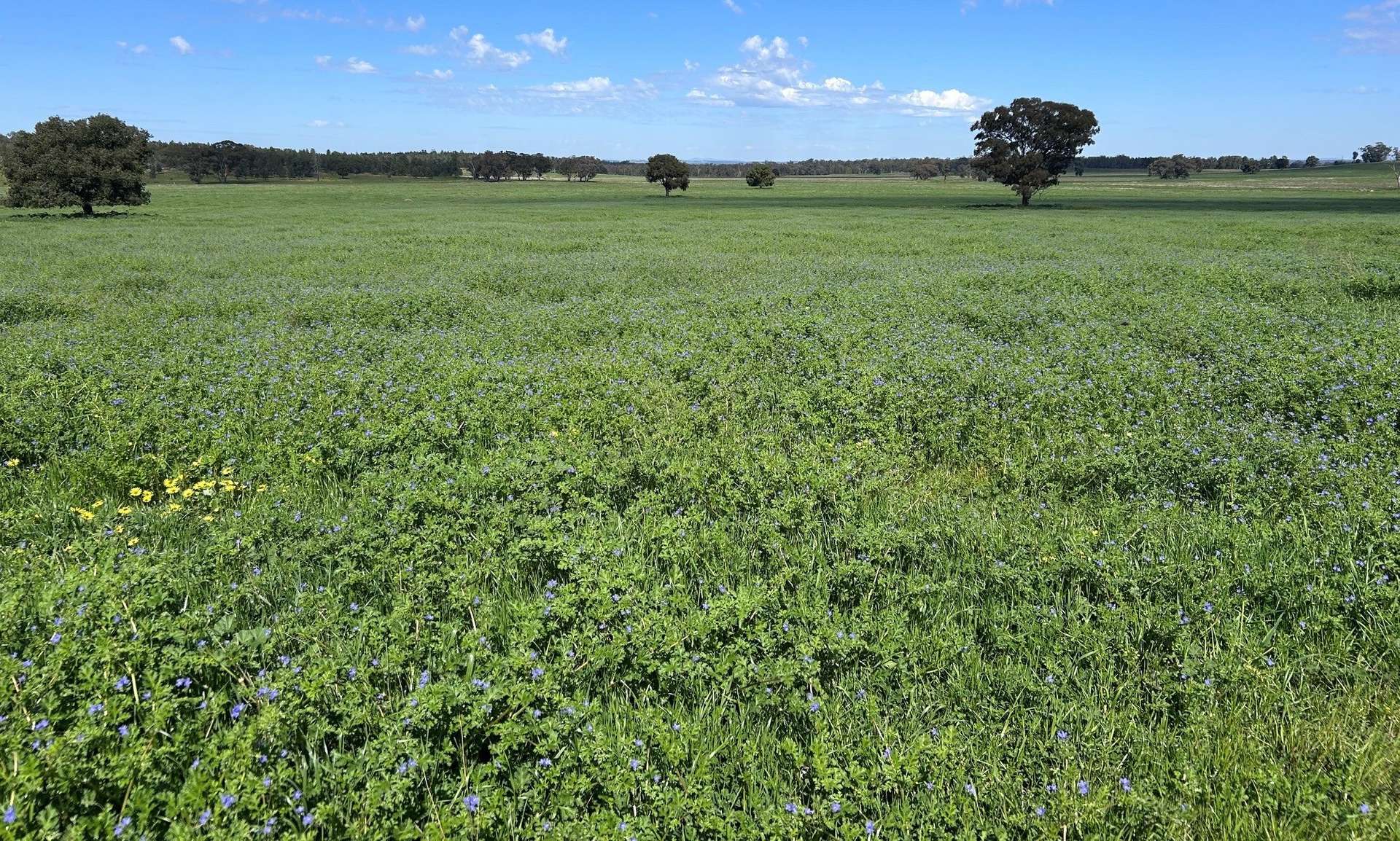 117 HILLSIDE LANE, Daroobalgie For Sale by Farmbuy.com - image 22
