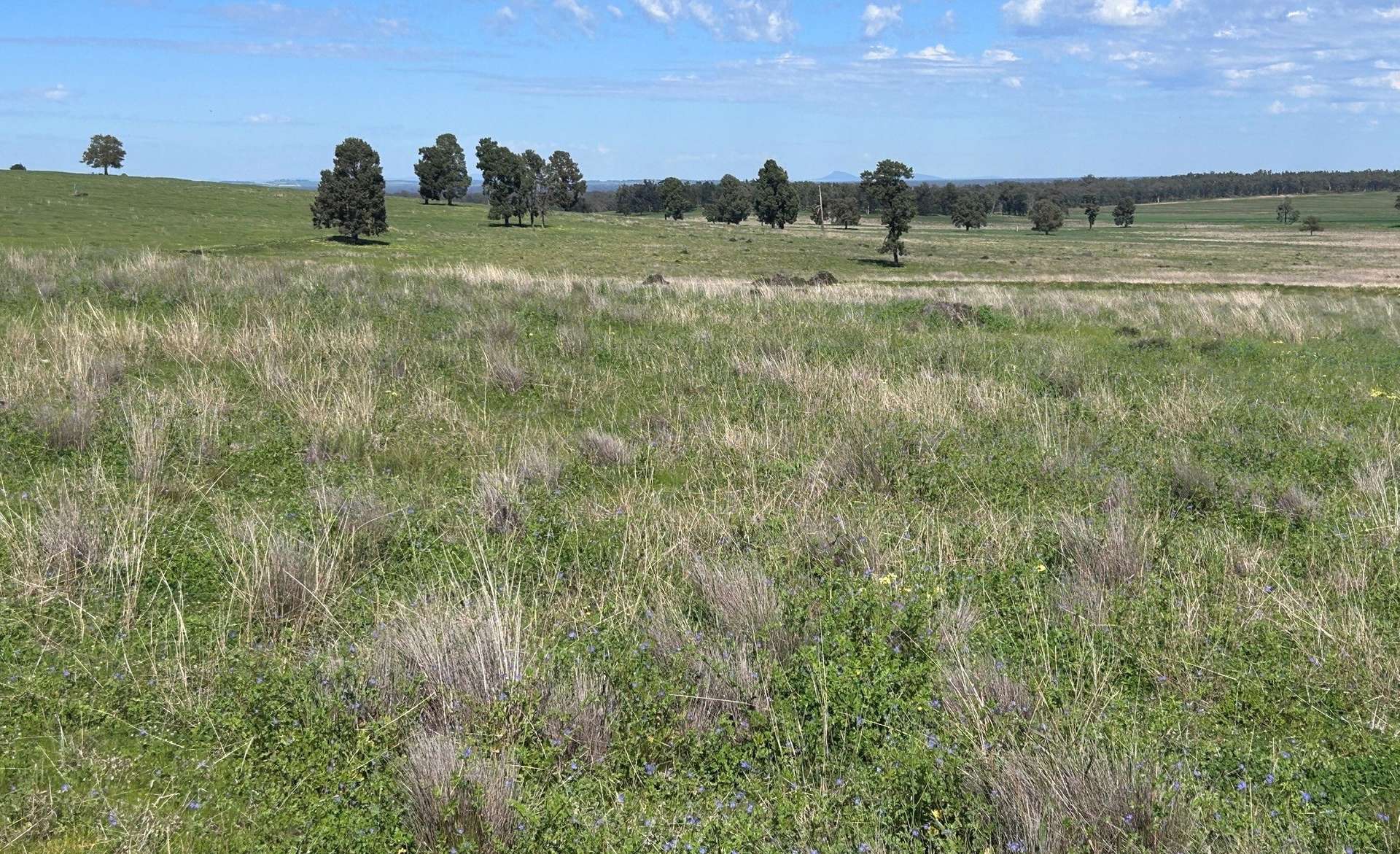 117 HILLSIDE LANE, Daroobalgie For Sale by Farmbuy.com - image 7