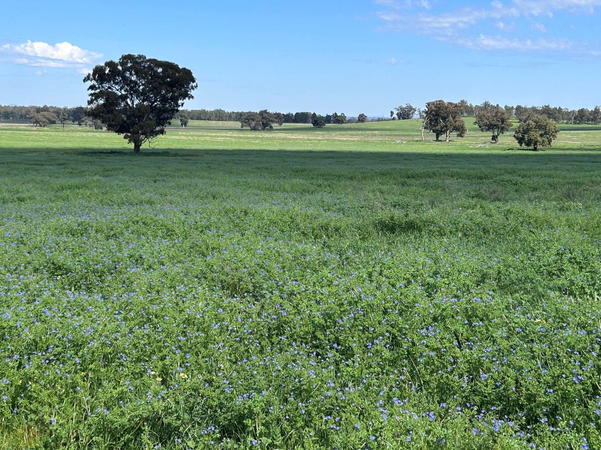 117 HILLSIDE LANE, Daroobalgie For Sale by Farmbuy.com - image 1