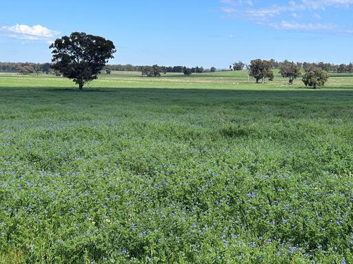 Farm For Sale - NSW - Daroobalgie - 2870 - Genuine Mixed Farming Country in a Highly Convenient Location 