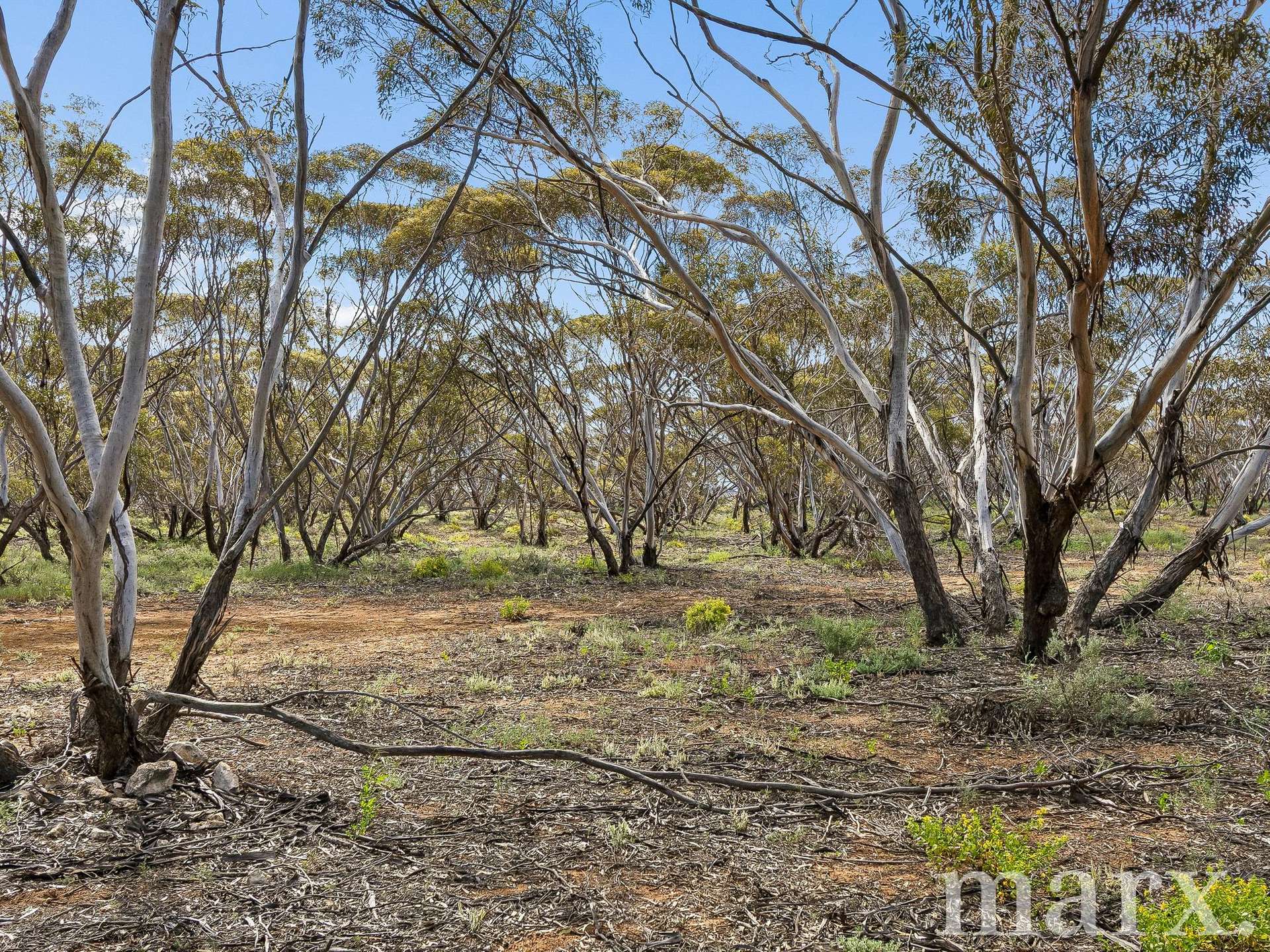 Lot 195 Seven Cross Road, Sedan For Sale by Farmbuy.com - image 11