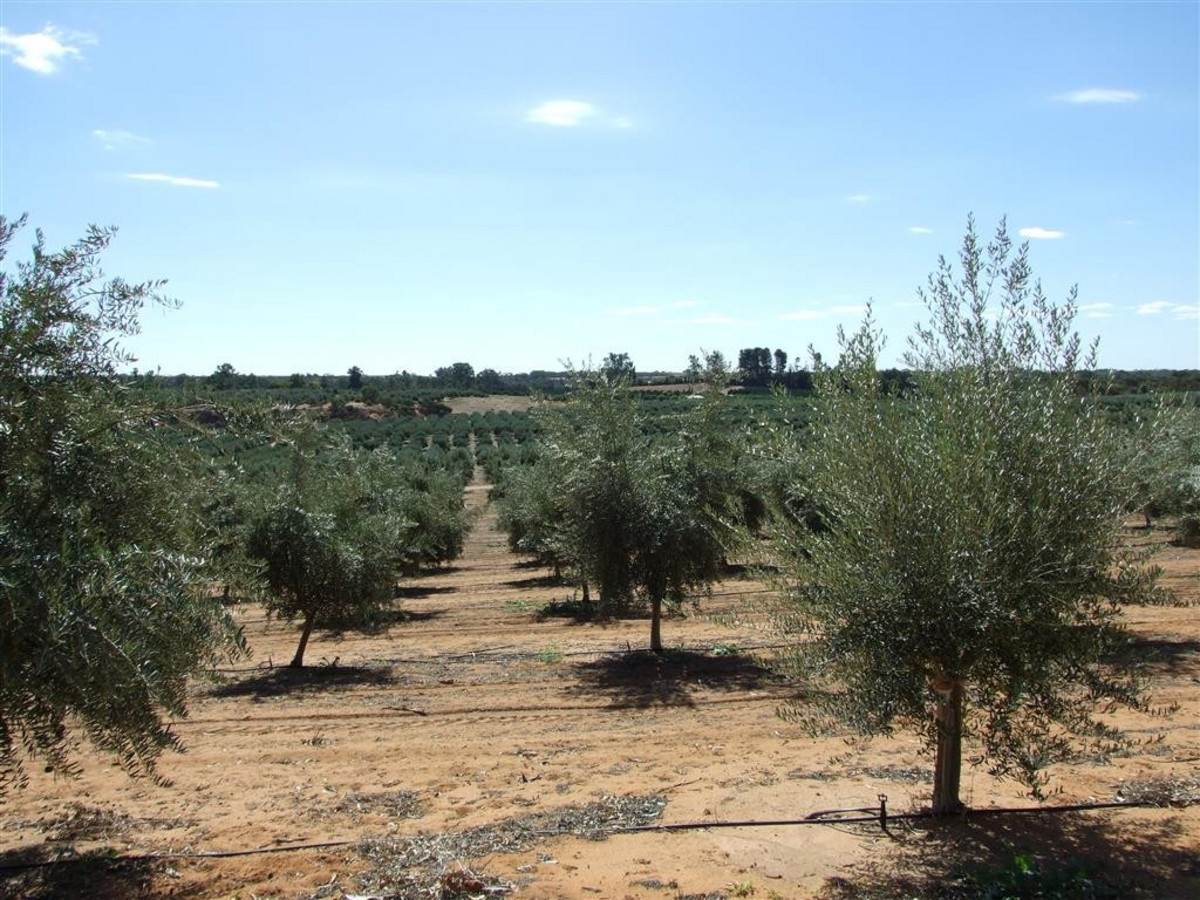 Lot 60 Hartwig Road, Taylorville For Sale by Farmbuy.com - image 8