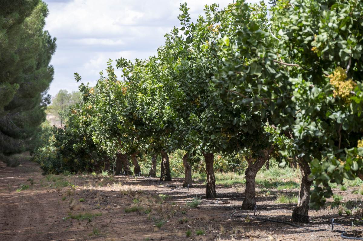 Lot 60 Hartwig Road, Taylorville For Sale by Farmbuy.com - image 3
