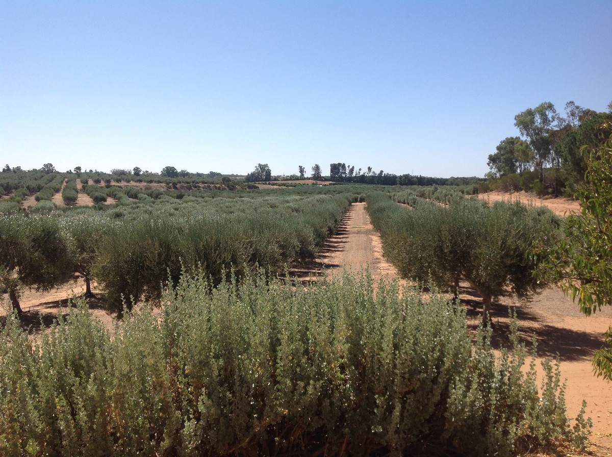 Lot 60 Hartwig Road, Taylorville For Sale by Farmbuy.com - image 6
