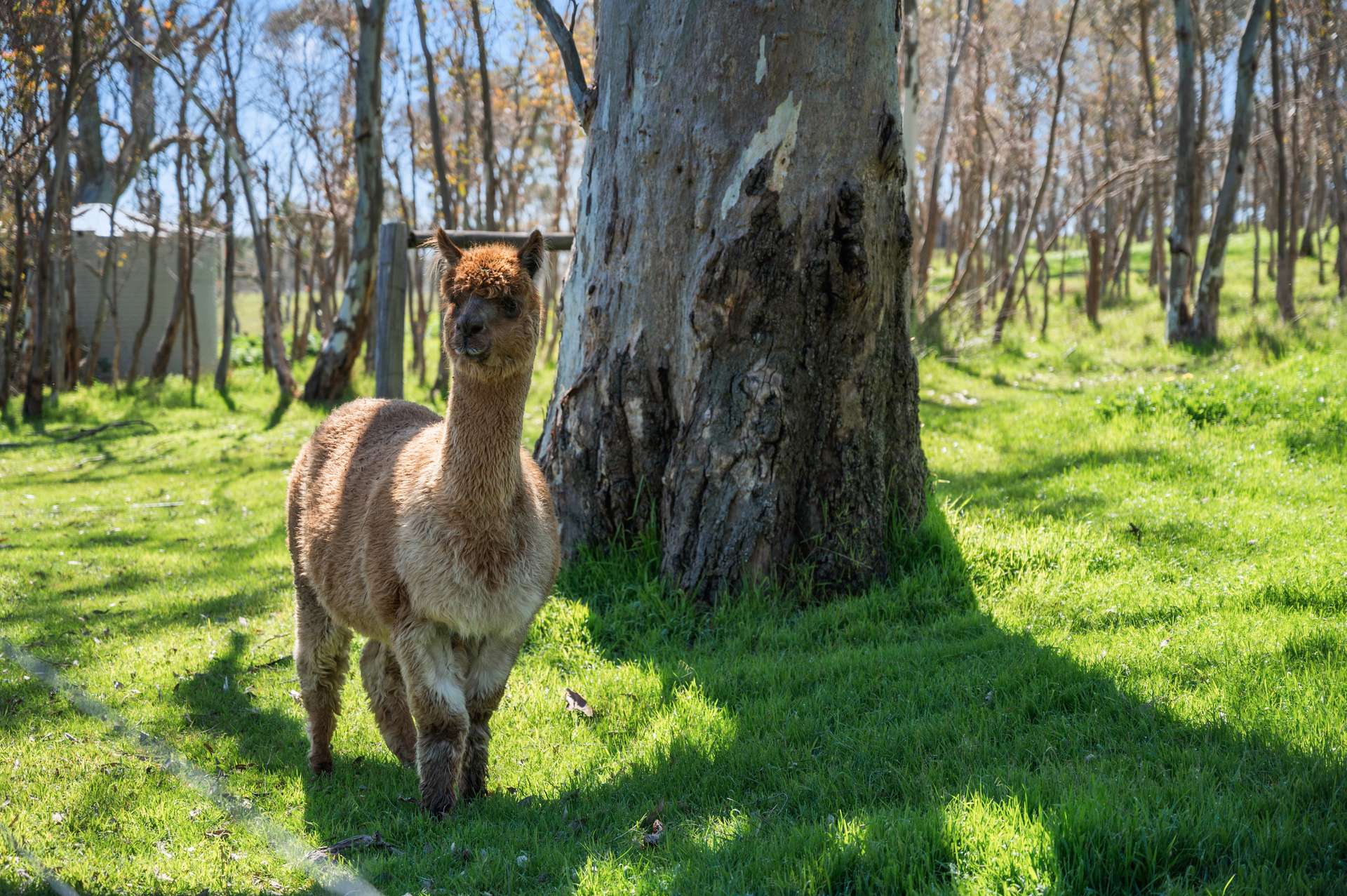 620B Springs Road, Mount Barker Springs Auction by Farmbuy.com - image 27