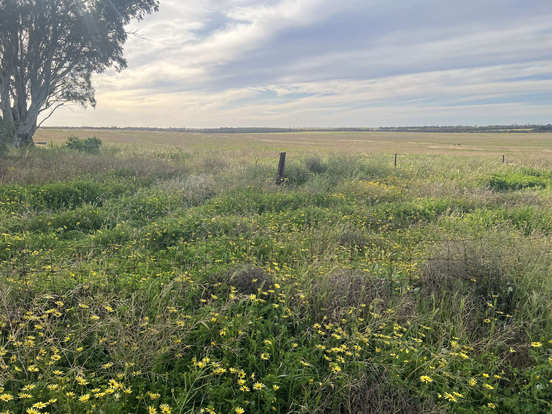Lot 17 & 18 Kulkami Road, Karoonda For Sale by Farmbuy.com - image 7