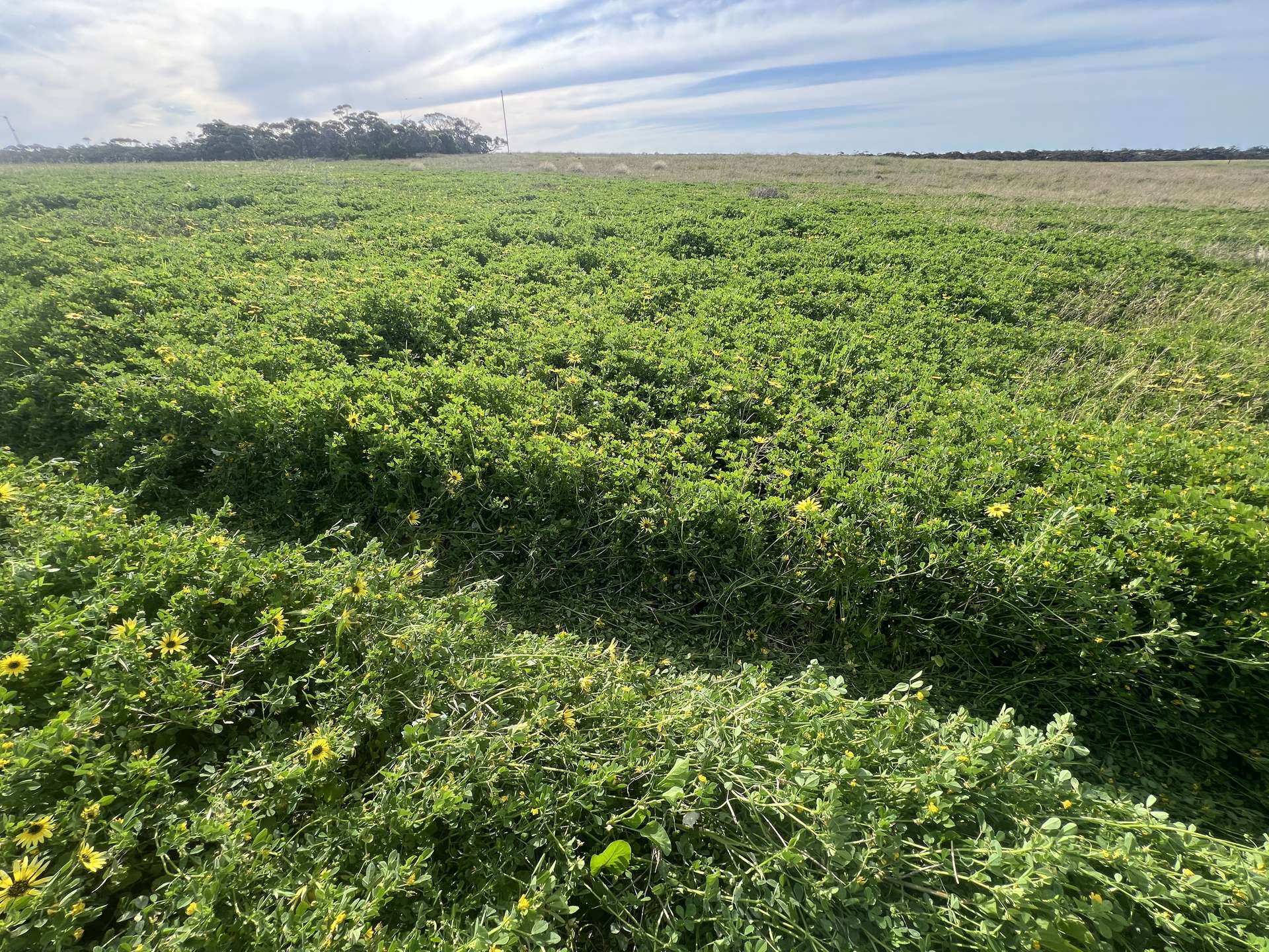 Lot 17 & 18 Kulkami Road, Karoonda For Sale by Farmbuy.com - image 6