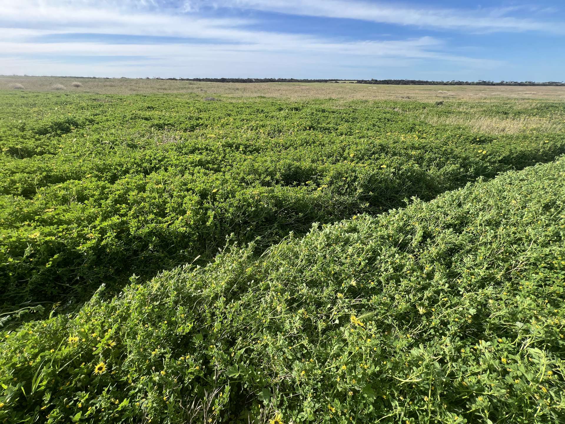 Lot 17 & 18 Kulkami Road, Karoonda For Sale by Farmbuy.com - image 1
