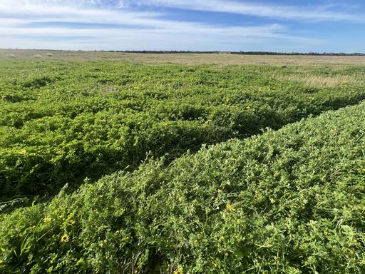 Farm For Sale - SA - Karoonda - 5307 - Versatile Property, Cropping or Livestock Conveniently located 