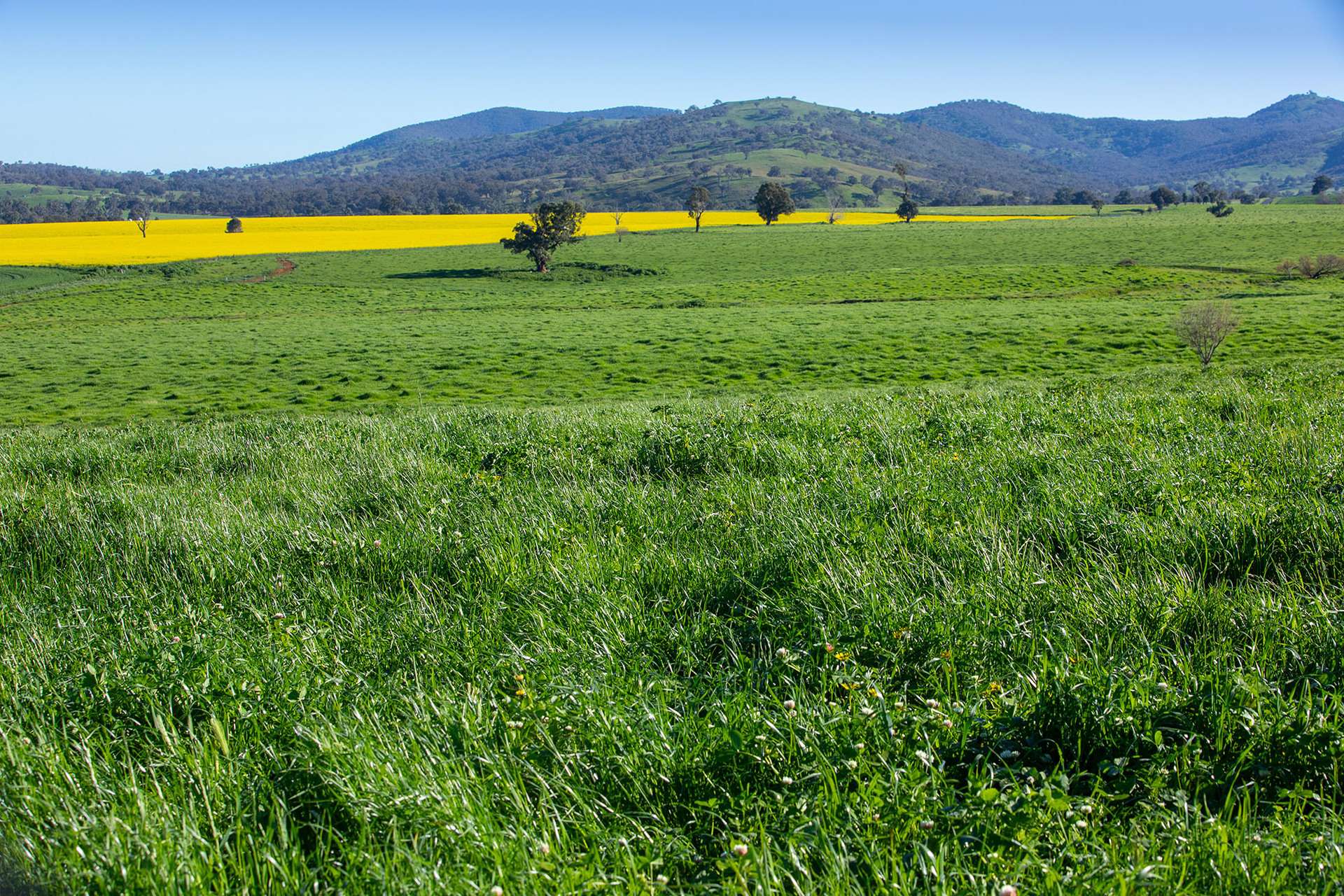 1900 Nangus Road, Nangus For Sale by Farmbuy.com - image 3
