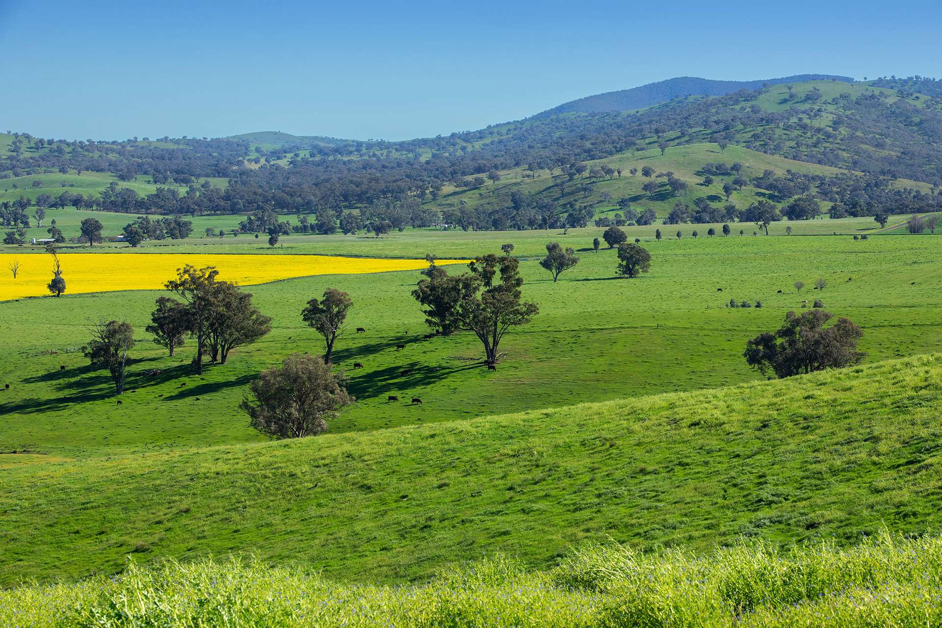 1900 Nangus Road, Nangus For Sale by Farmbuy.com - image 4