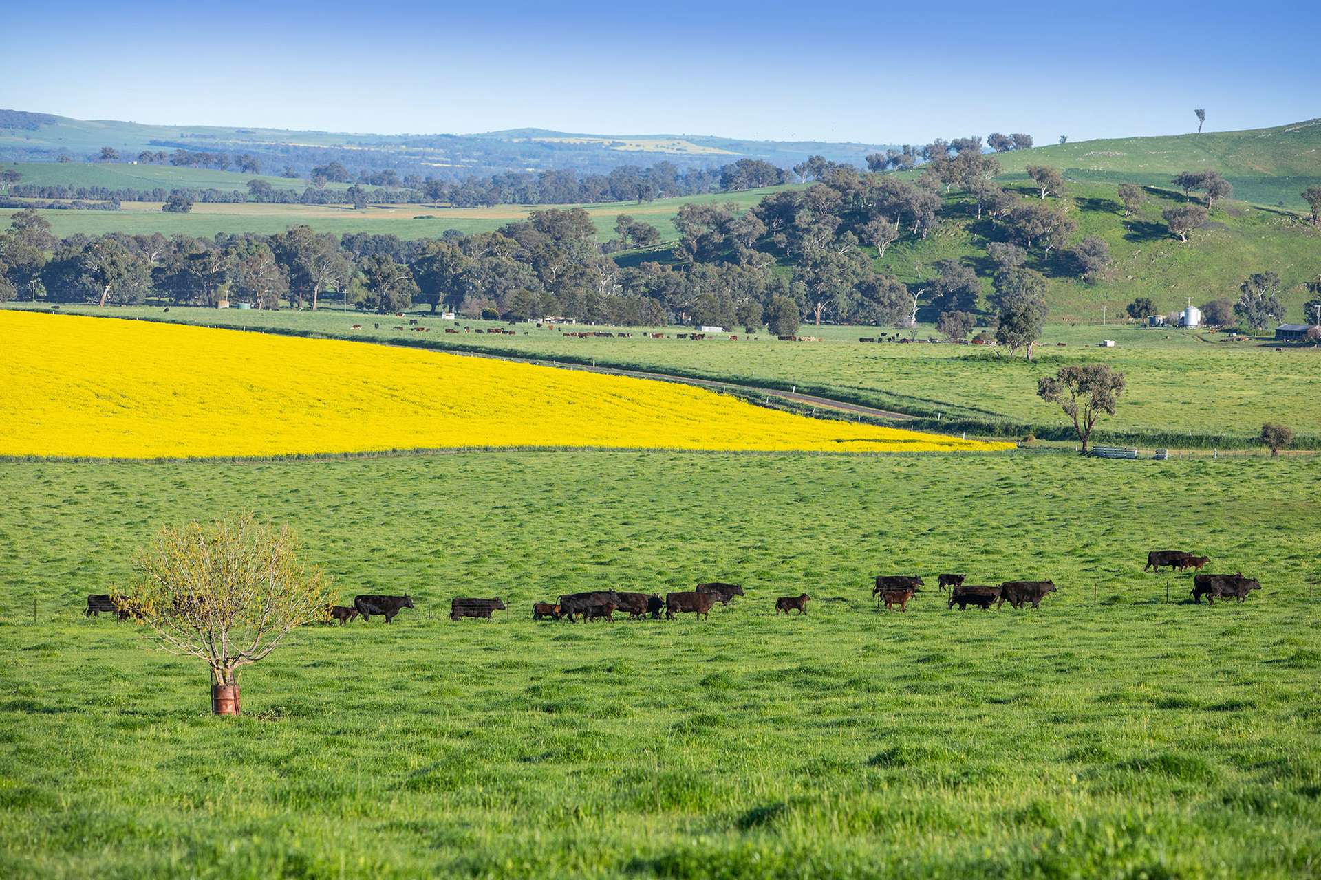 1900 Nangus Road, Nangus For Sale by Farmbuy.com - image 8