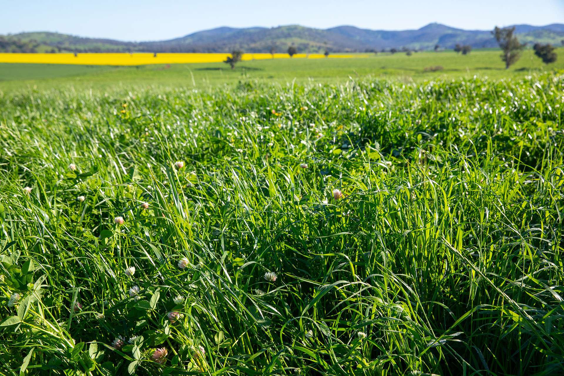 1900 Nangus Road, Nangus For Sale by Farmbuy.com - image 14