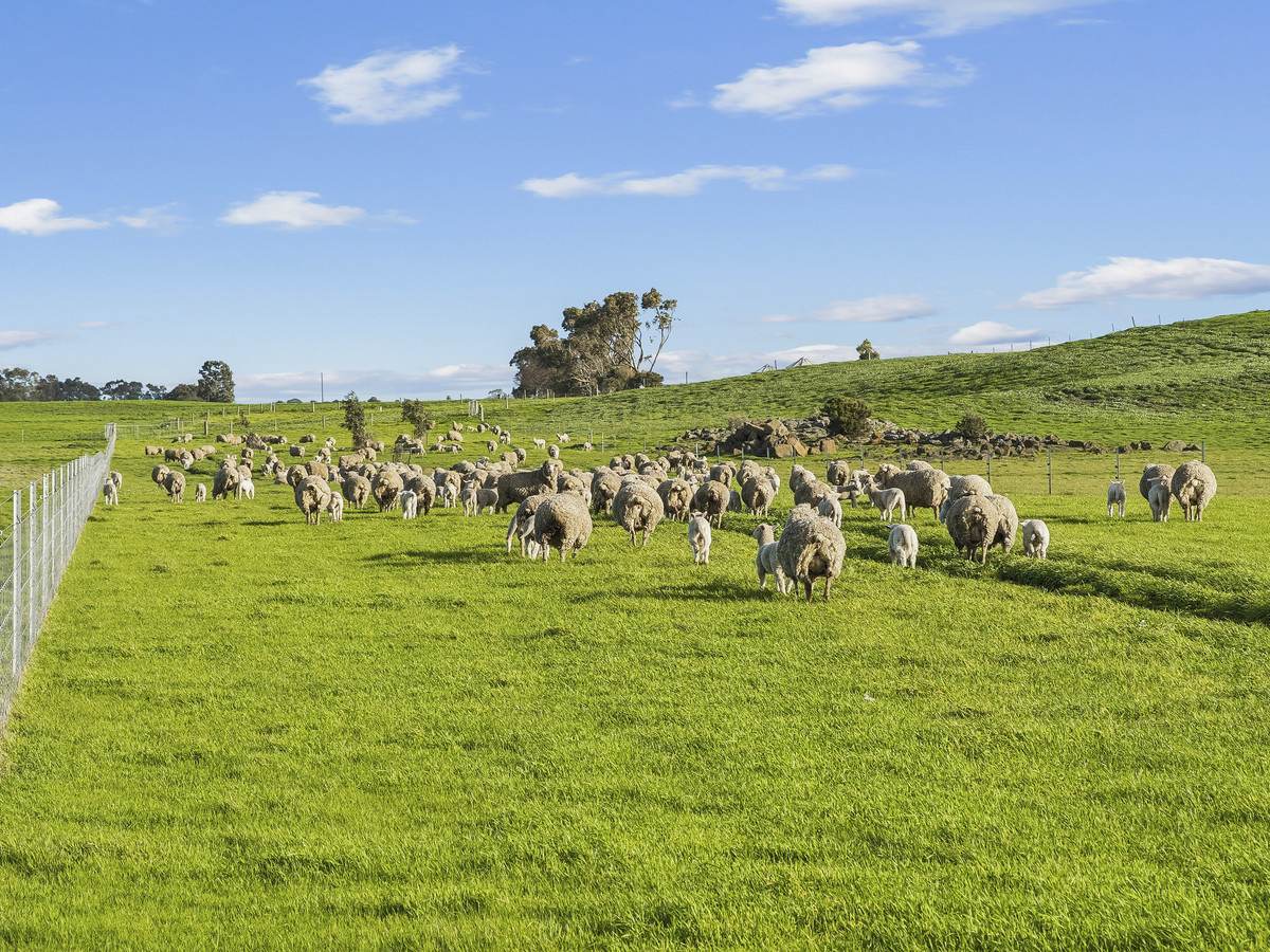 3495 Corangamite Lake Road, Cundare For Sale by Farmbuy.com - image 6
