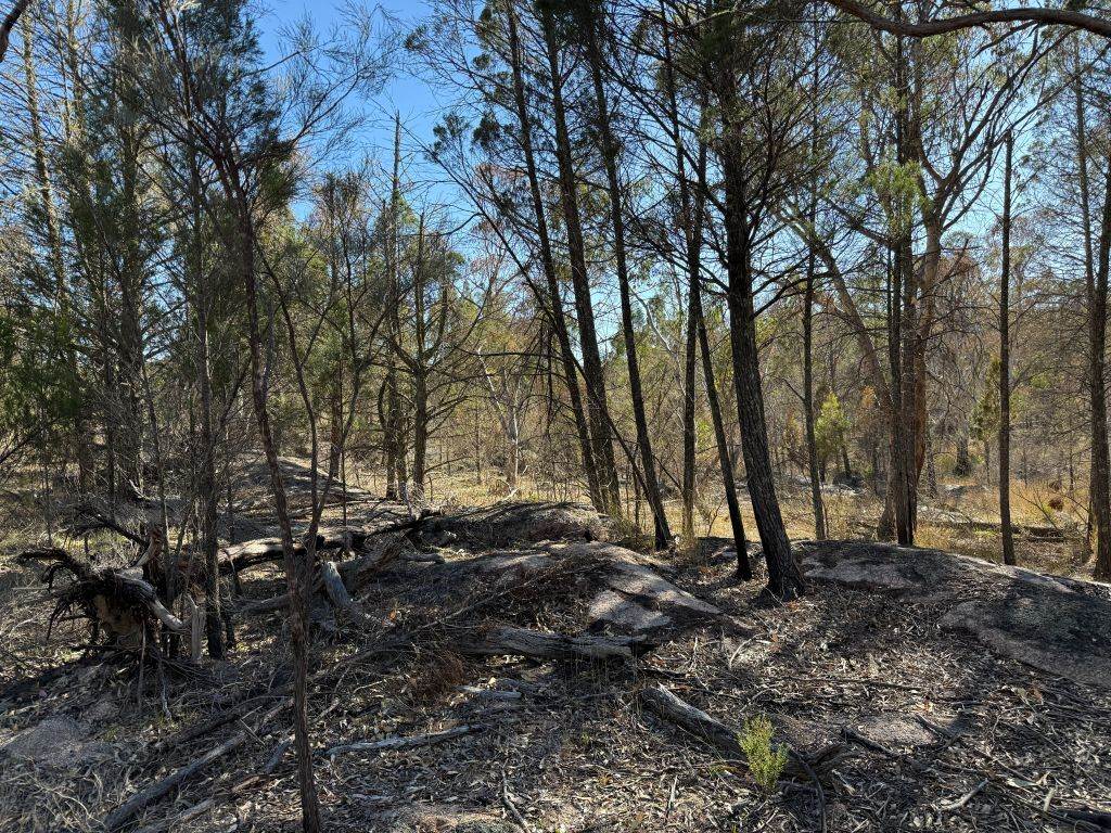 Lot 444 Elks Lane, Broadwater For Sale by Farmbuy.com - image 4