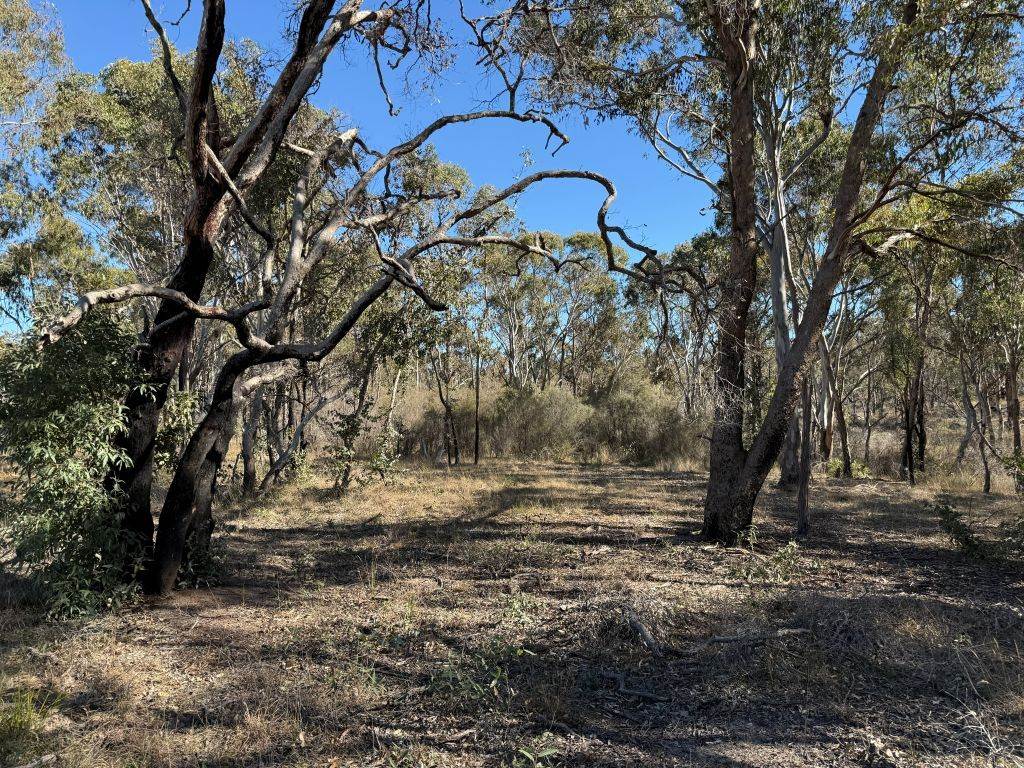 Lot 444 Elks Lane, Broadwater For Sale by Farmbuy.com - image 15