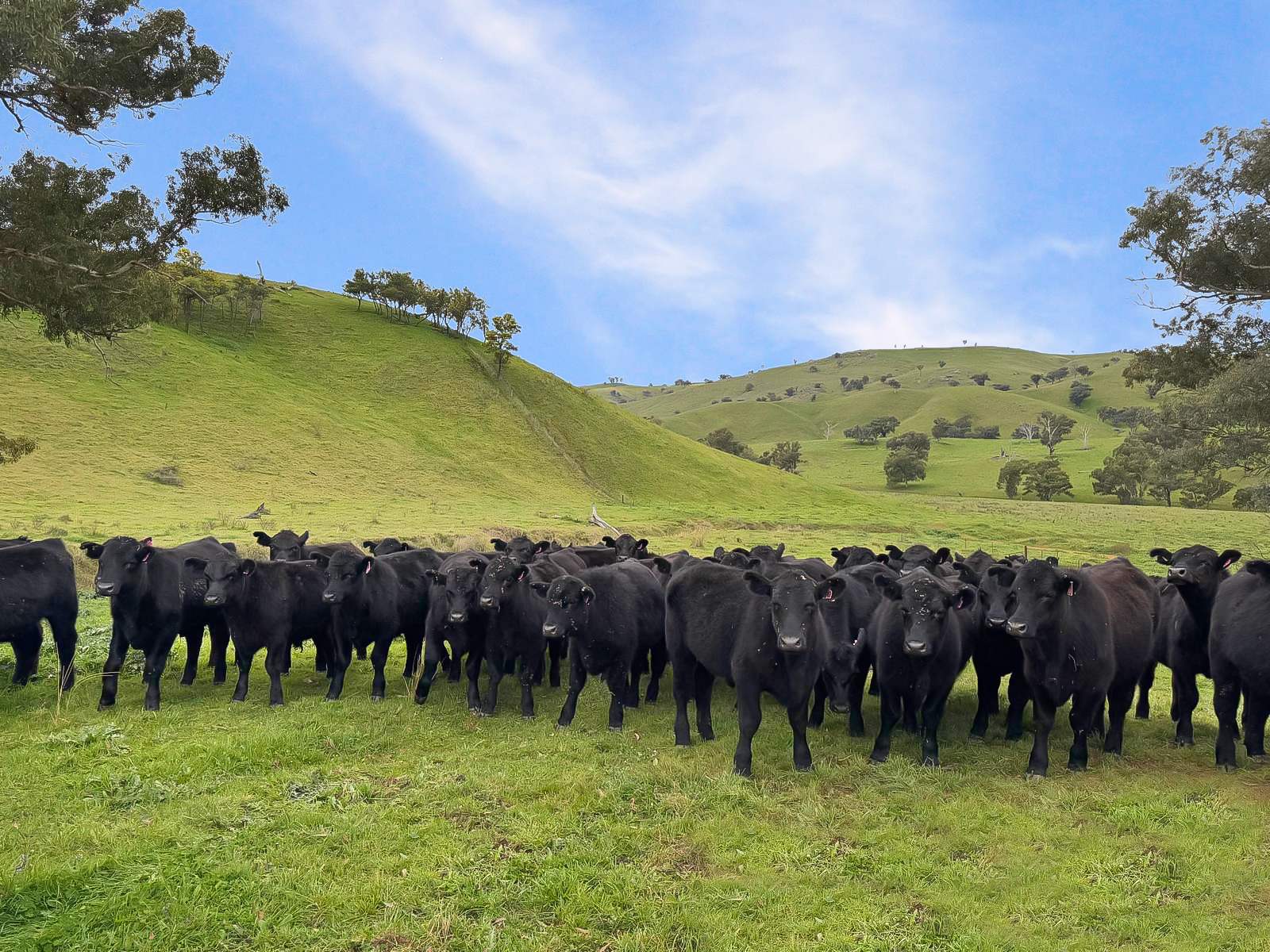 376 Boondaroo Road, Mandurama For Sale by Farmbuy.com - image 4