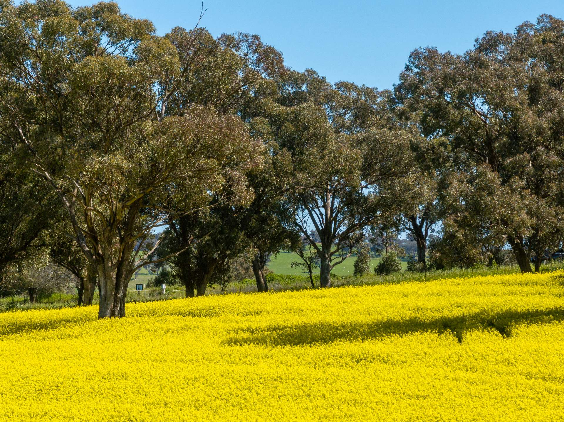 'Smiths' 5171 Cargo Road, Canowindra Auction by Farmbuy.com - image 7