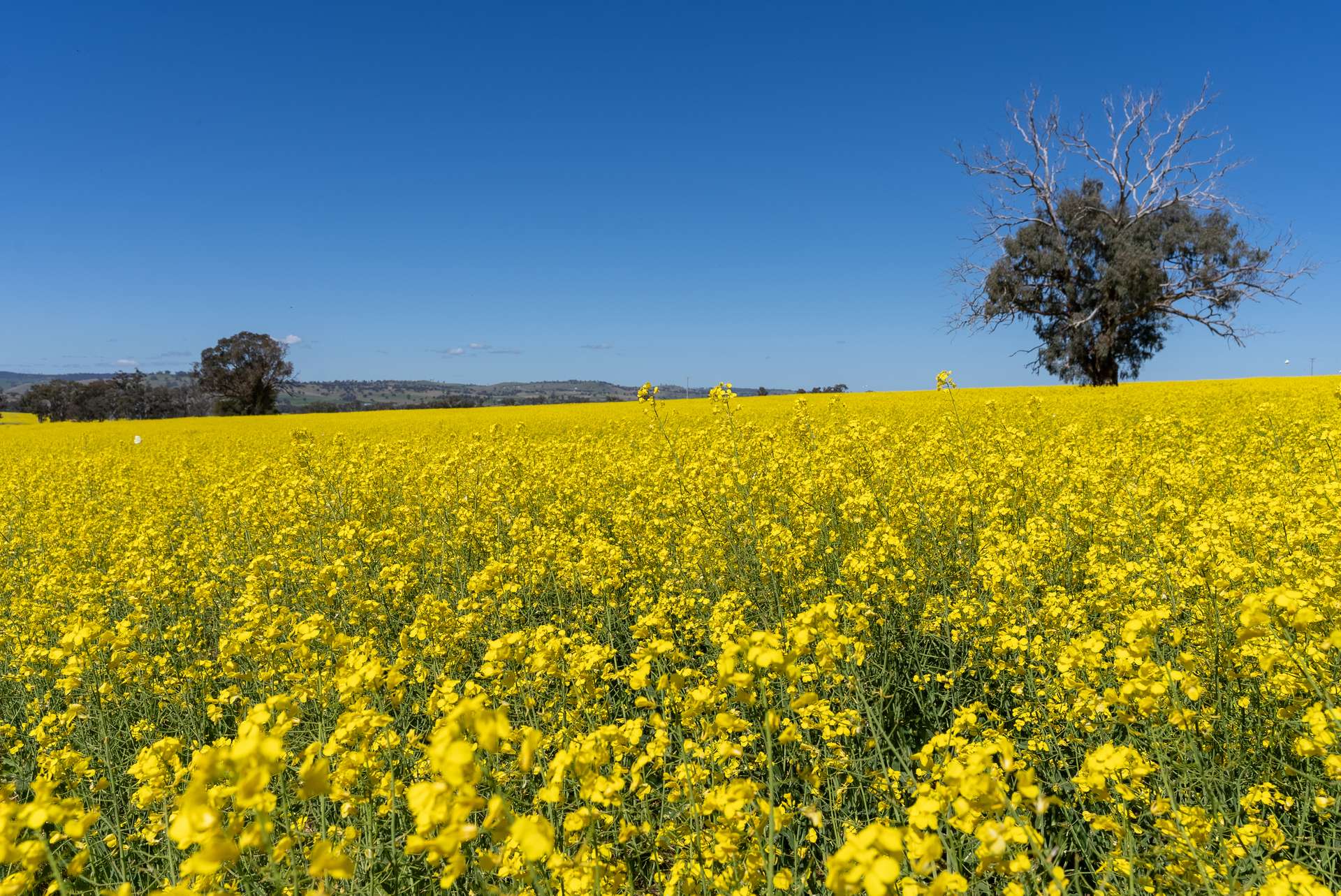 'Smiths' 5171 Cargo Road, Canowindra Auction by Farmbuy.com - image 10