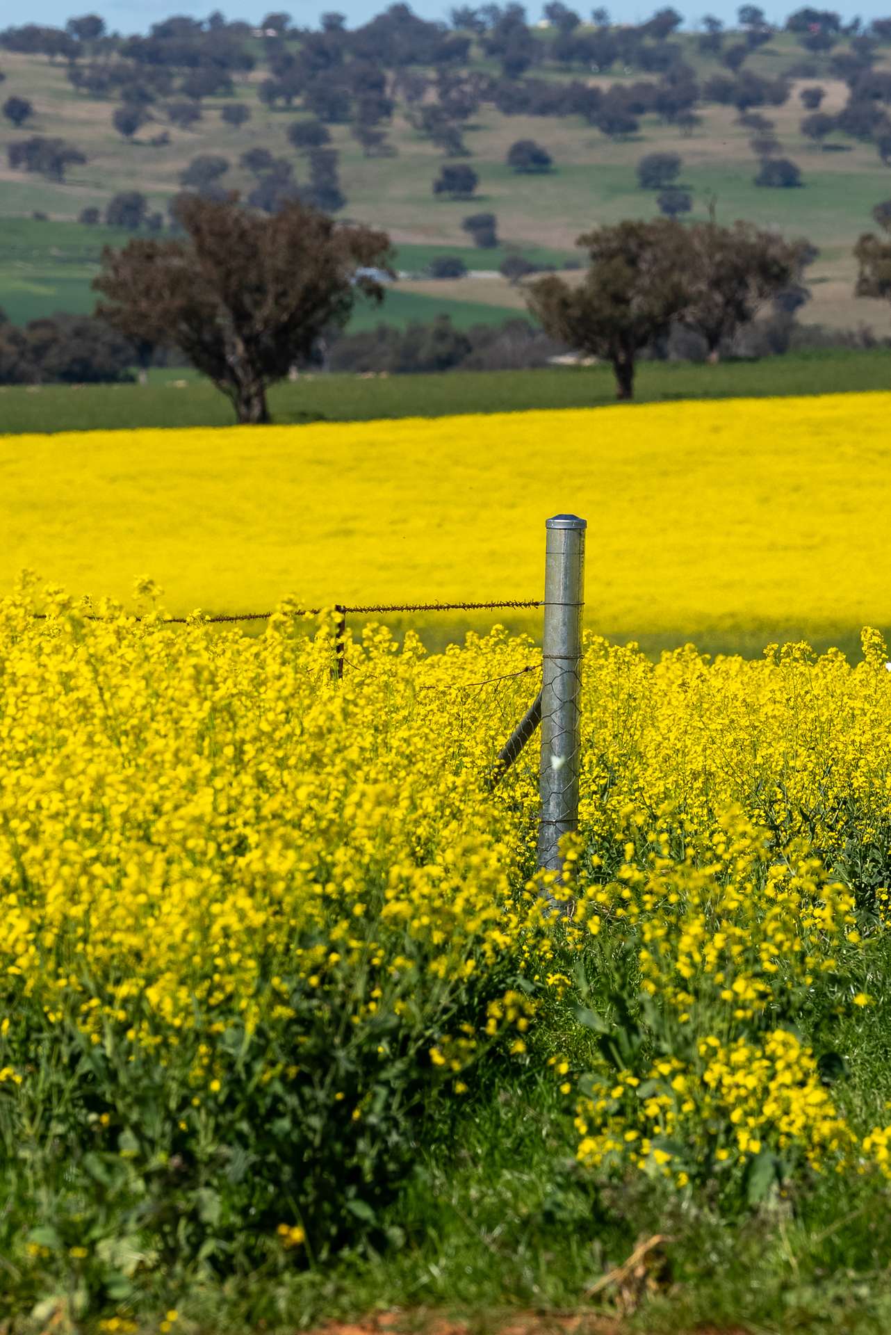 'Smiths' 5171 Cargo Road, Canowindra Auction by Farmbuy.com - image 3