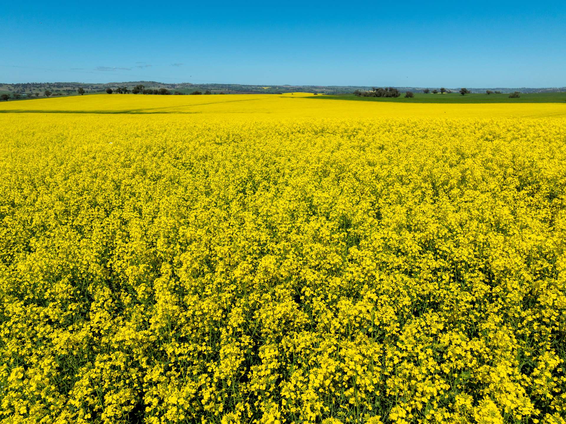 'Smiths' 5171 Cargo Road, Canowindra Auction by Farmbuy.com - image 12