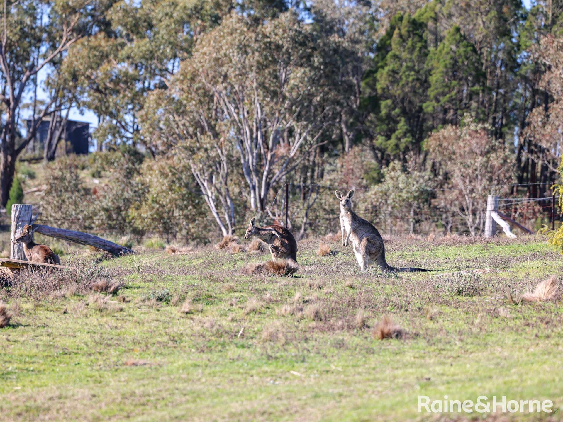 151 Pine Ridge Road, Rock Forest For Sale by Farmbuy.com - image 23