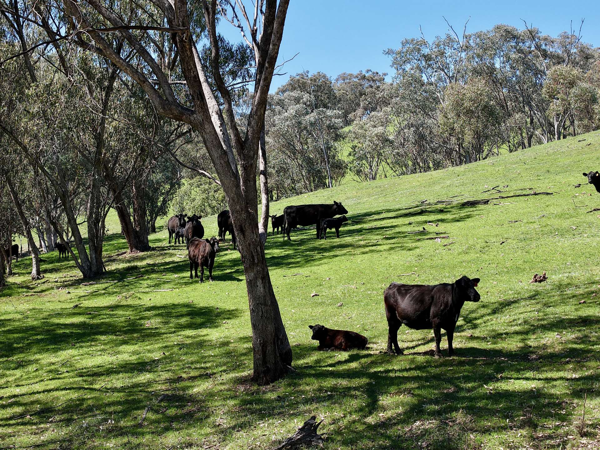 "Dulverton" & "Yeramba" Fullers Lane, Wallabadah For Sale by Farmbuy.com - image 18