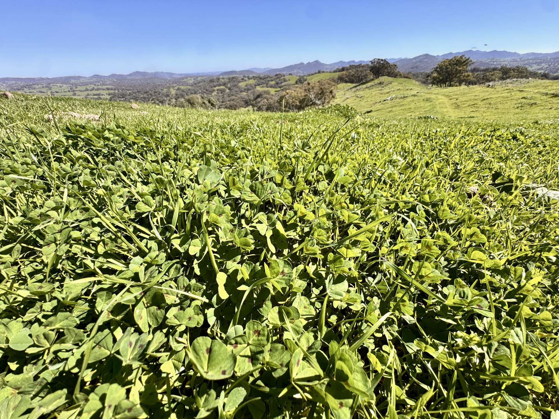 "Dulverton" & "Yeramba" Fullers Lane, Wallabadah For Sale by Farmbuy.com - image 13