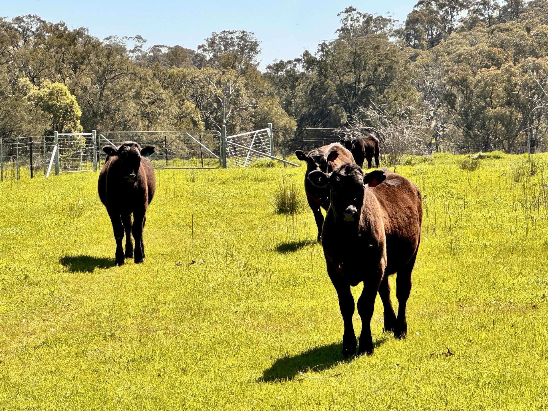 "Dulverton" & "Yeramba" Fullers Lane, Wallabadah For Sale by Farmbuy.com - image 23