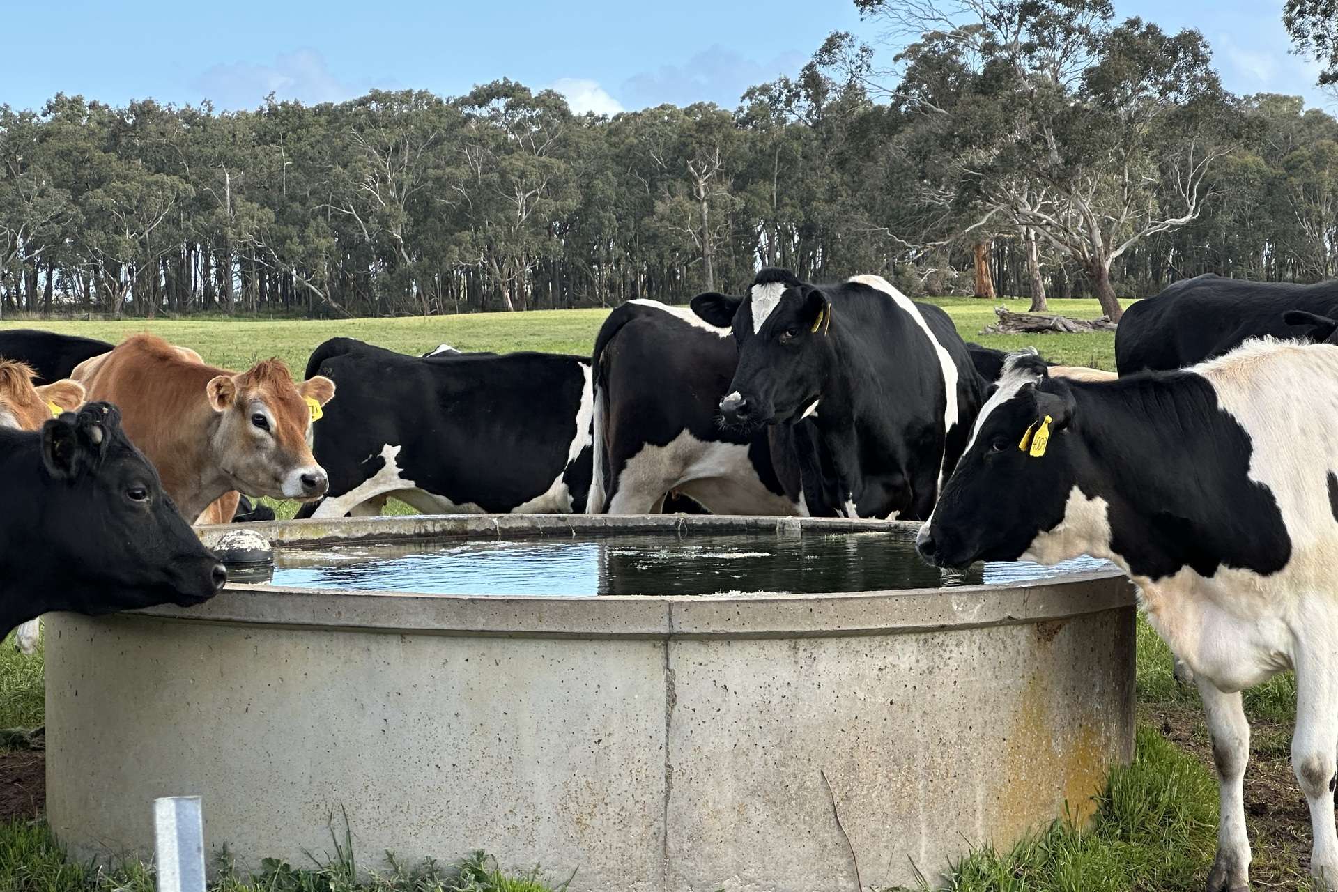 . Barretts Road, Naringal East For Sale by Farmbuy.com - image 7