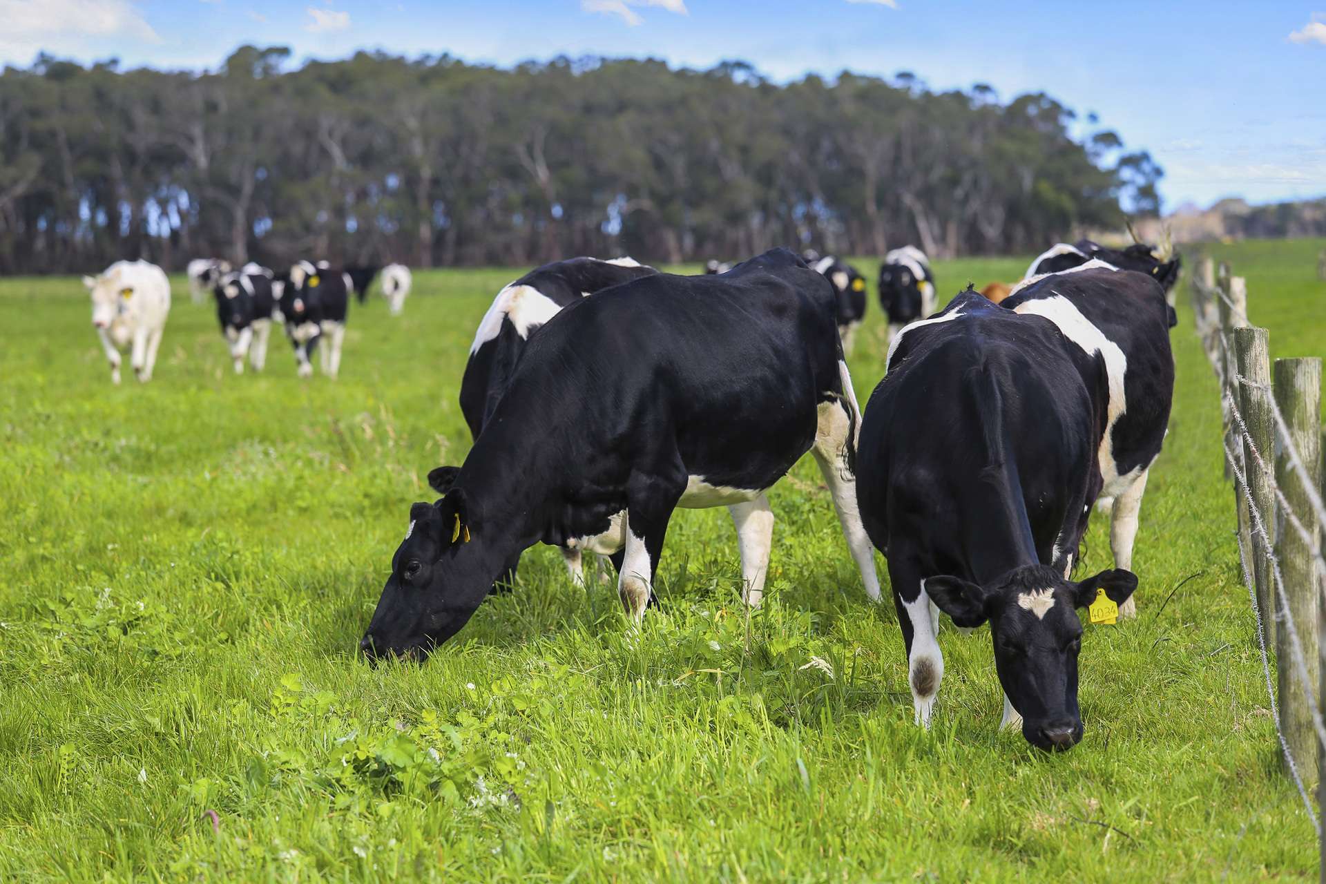 . Barretts Road, Naringal East For Sale by Farmbuy.com - image 6