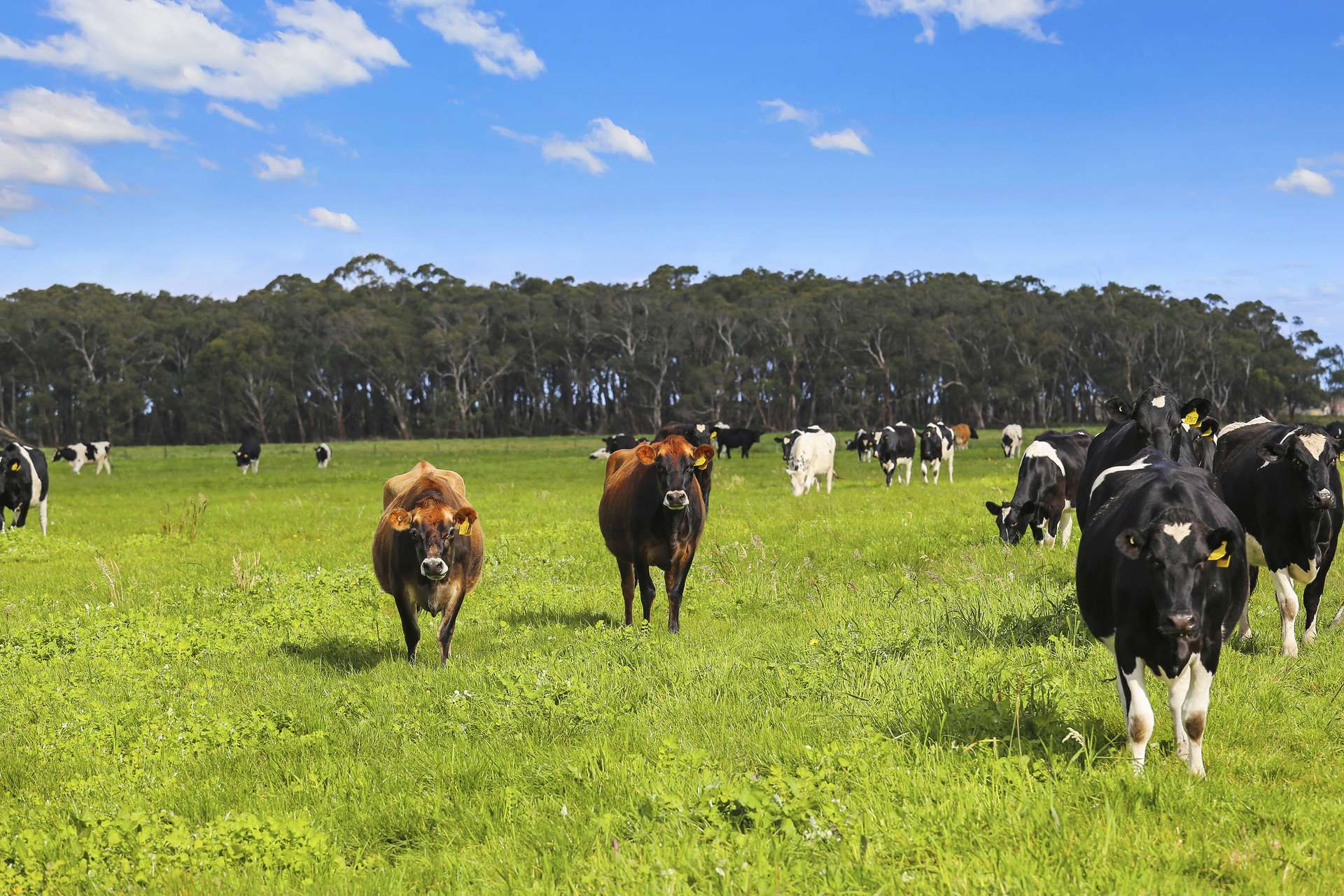 . Barretts Road, Naringal East For Sale by Farmbuy.com - image 10
