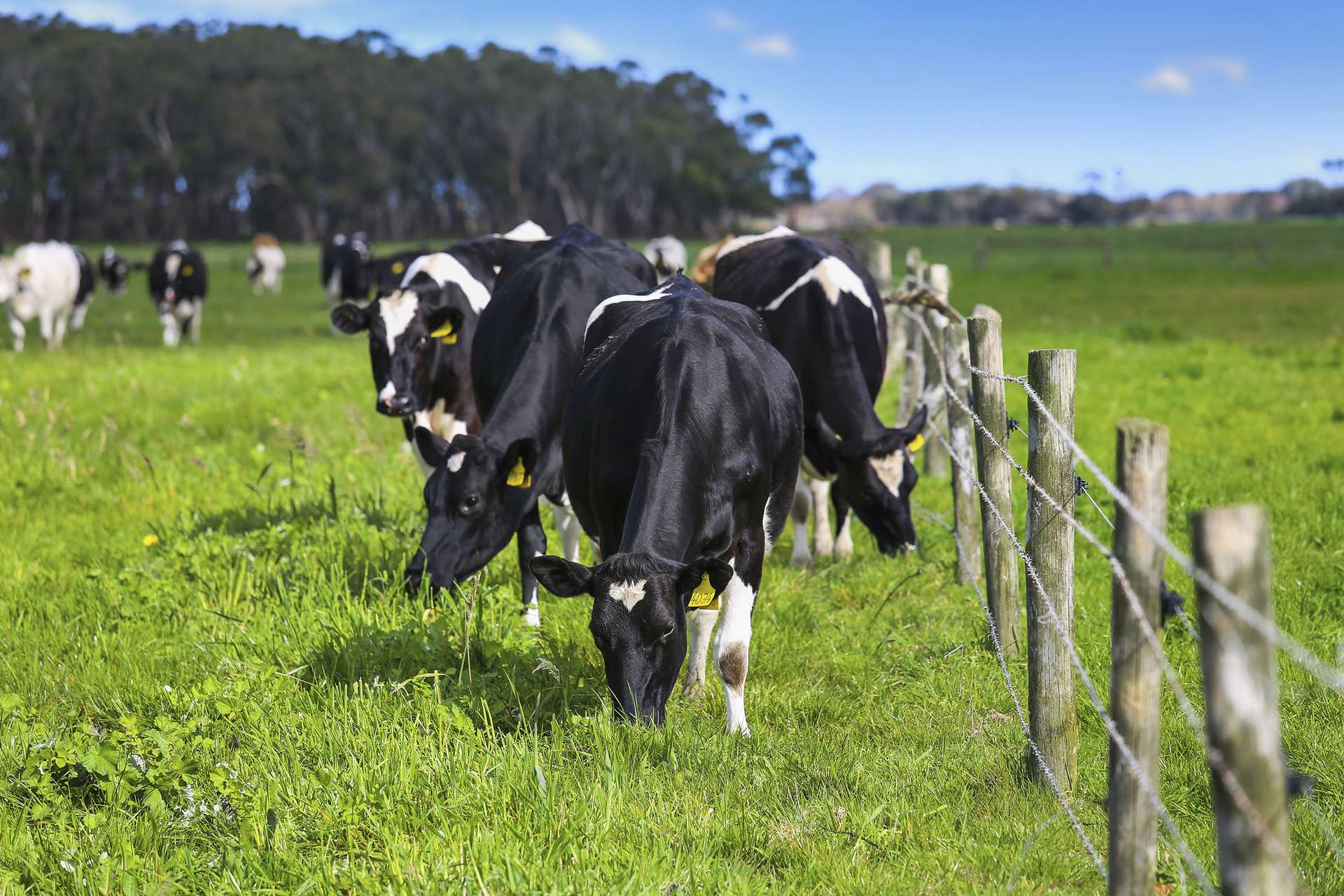 . Barretts Road, Naringal East For Sale by Farmbuy.com - image 5