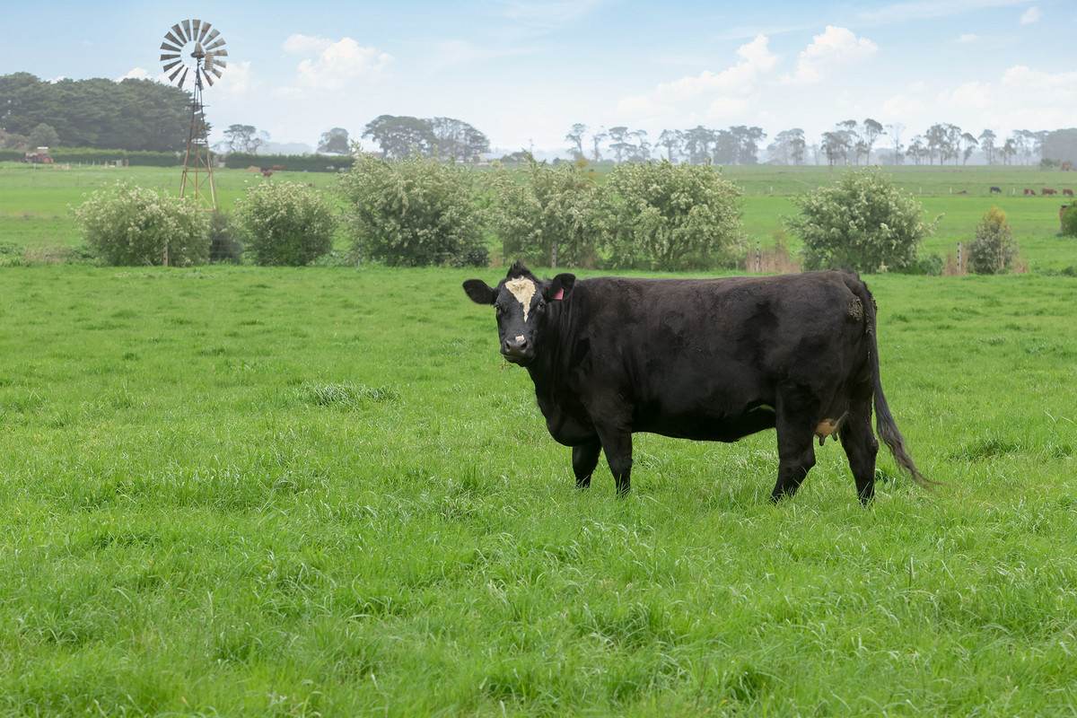 1472 Hopkins Highway, Purnim For Sale by Farmbuy.com - image 3