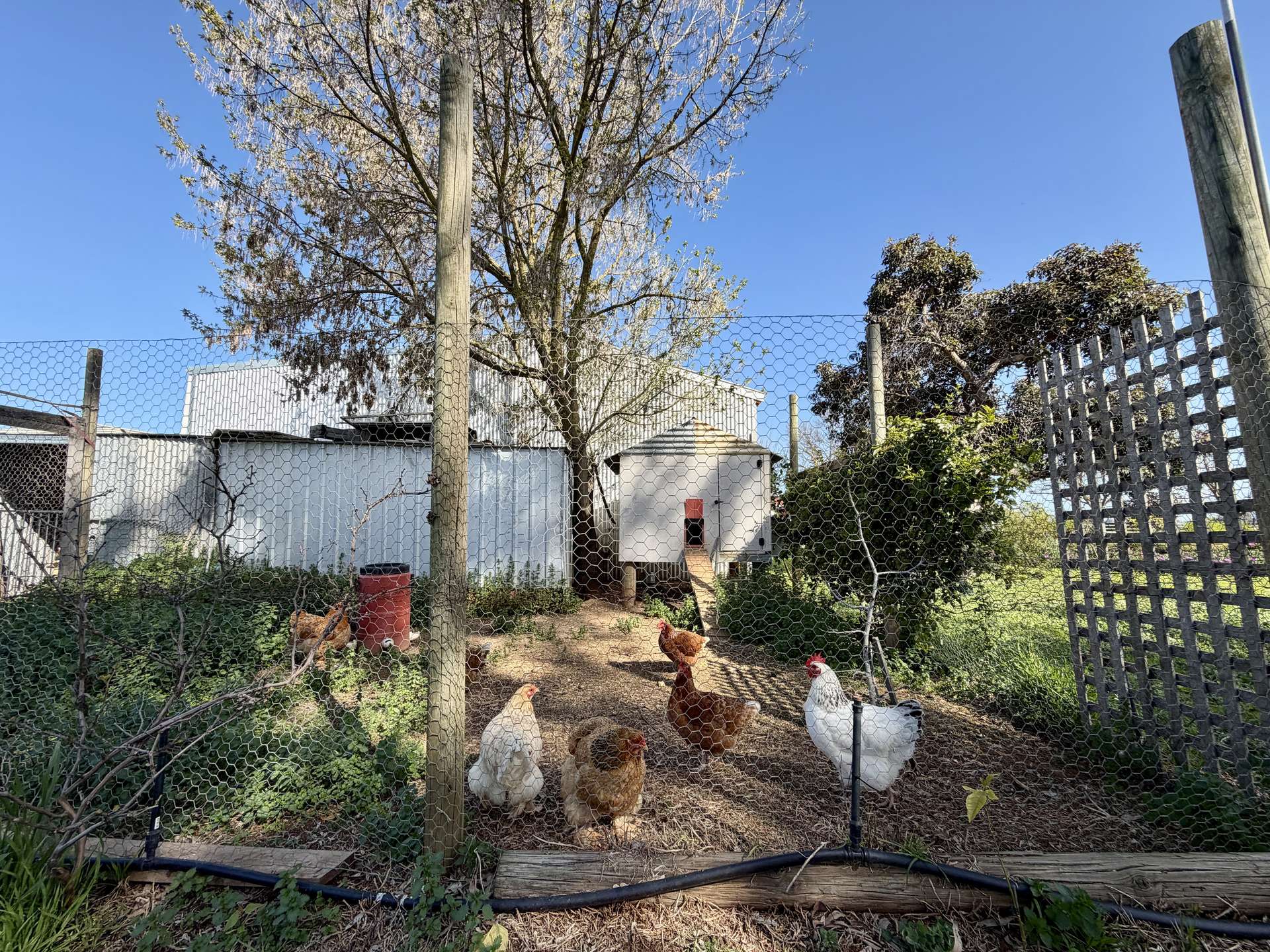 1584 Larissa Road, Yarroweyah For Sale by Farmbuy.com - image 21