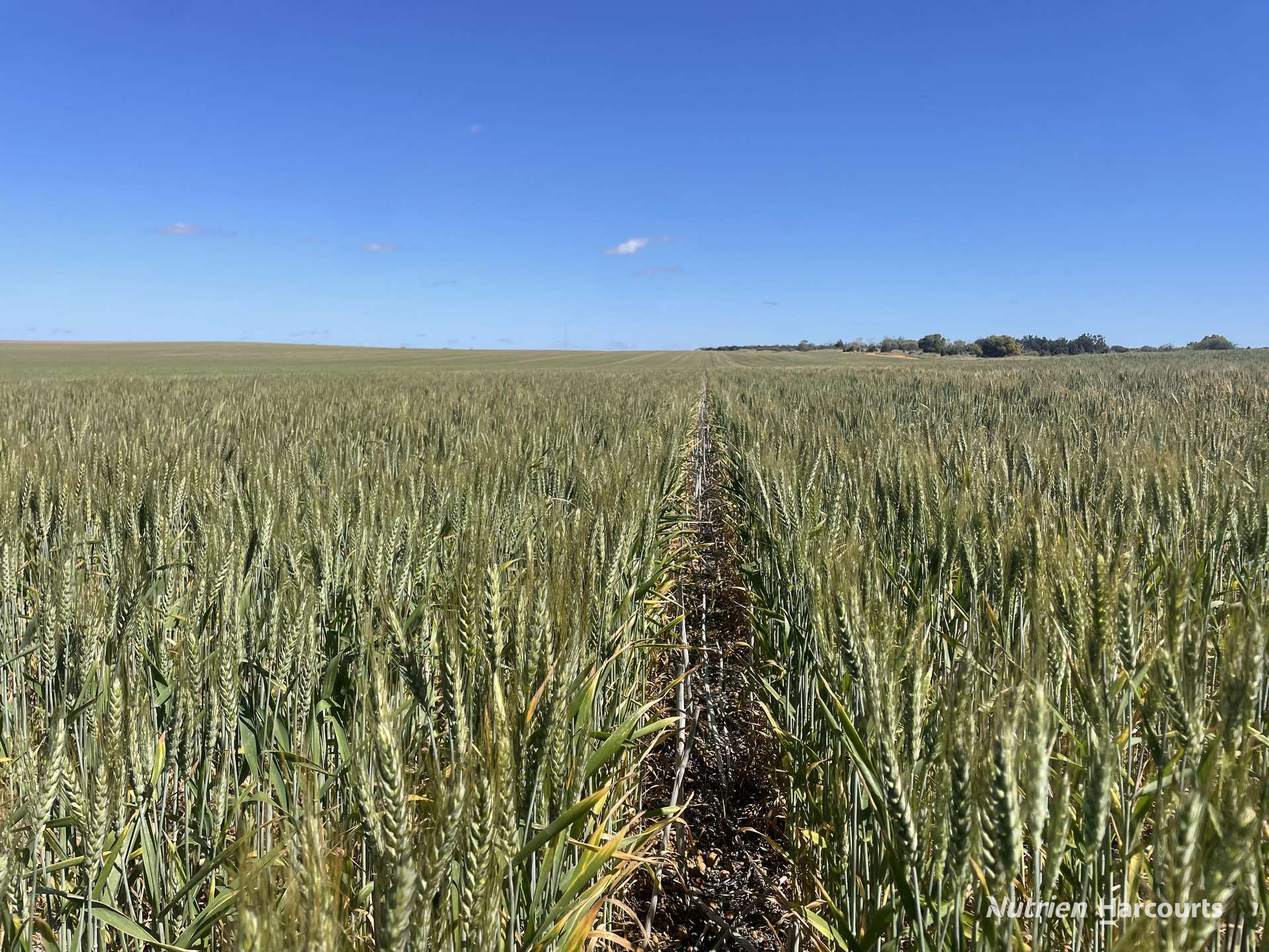 . North West Coastal Highway, Binnu For Sale by Farmbuy.com - image 3