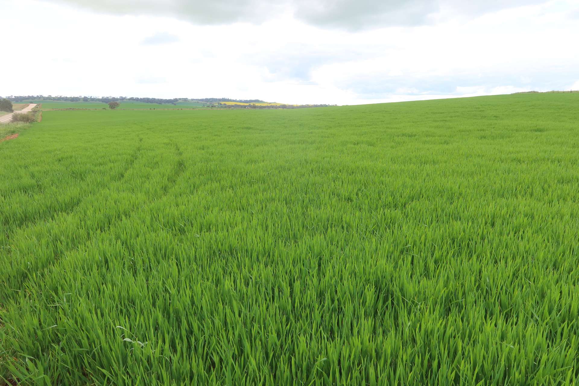 261 Borgas Road, Booleroo Centre For Sale by Farmbuy.com - image 8