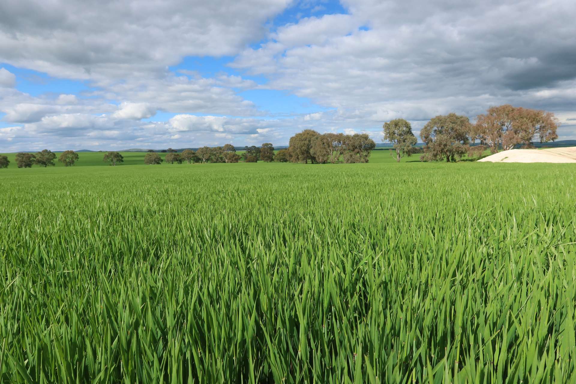 261 Borgas Road, Booleroo Centre For Sale by Farmbuy.com - image 4